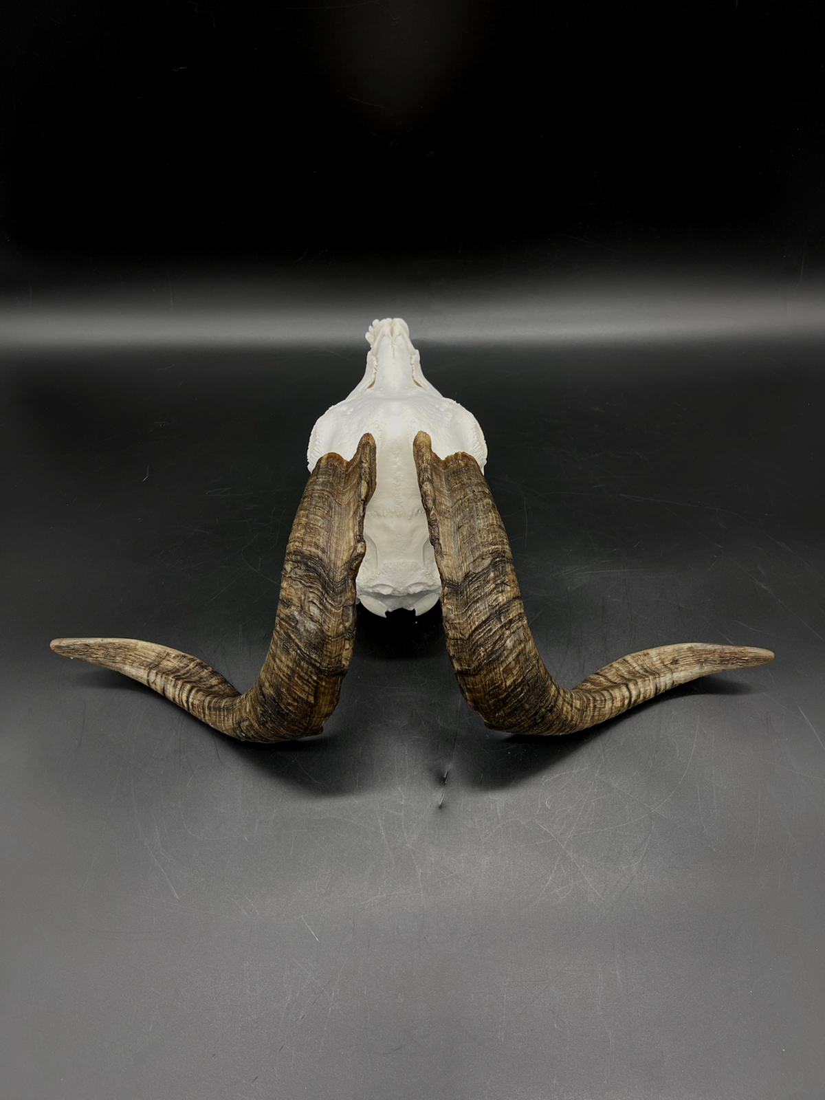 A+ Grade Rangeland (with Angora genetics) Billy Goat Skull + Mandibles
