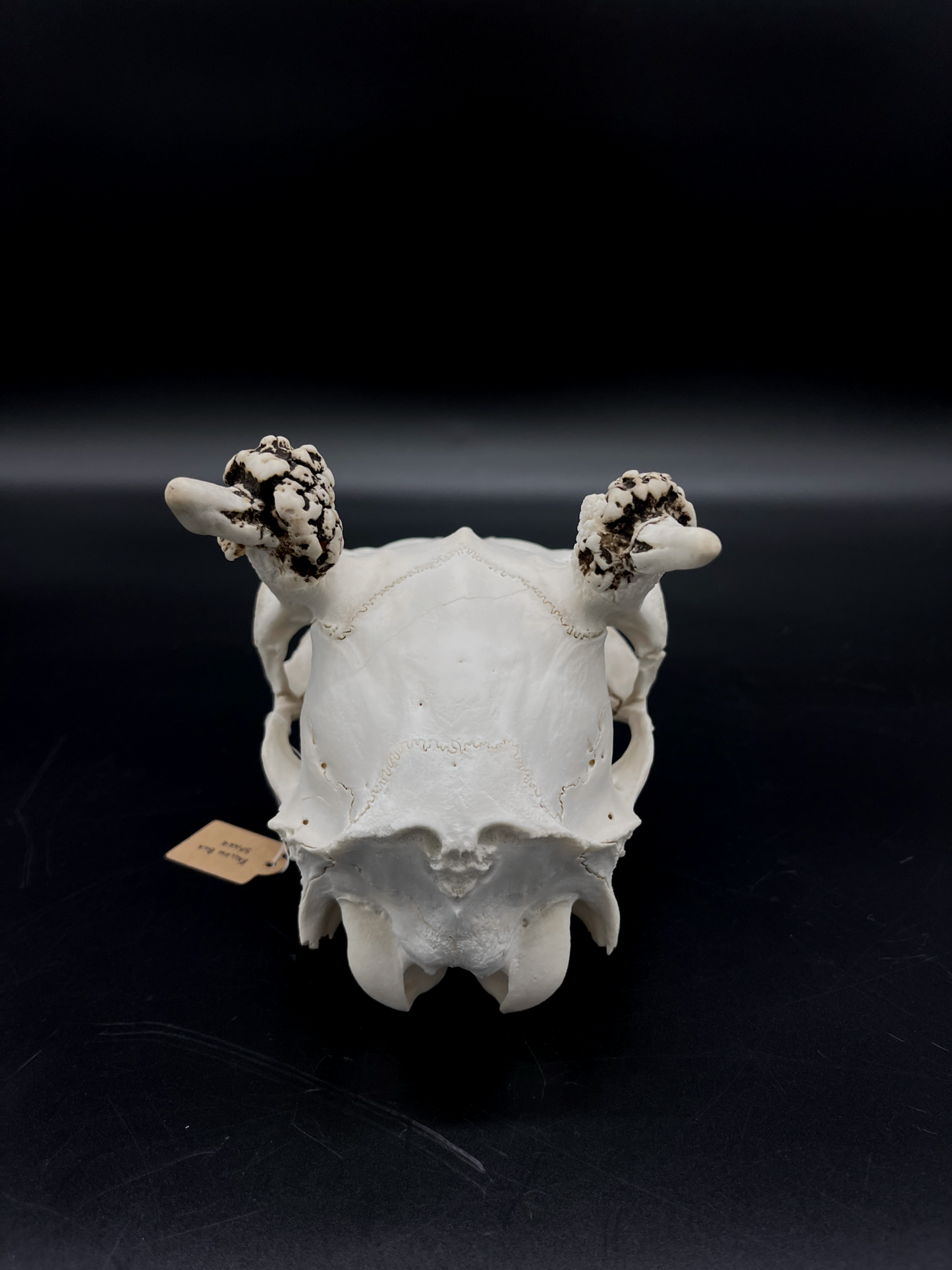 Craft Grade Fallow Spiker Skull