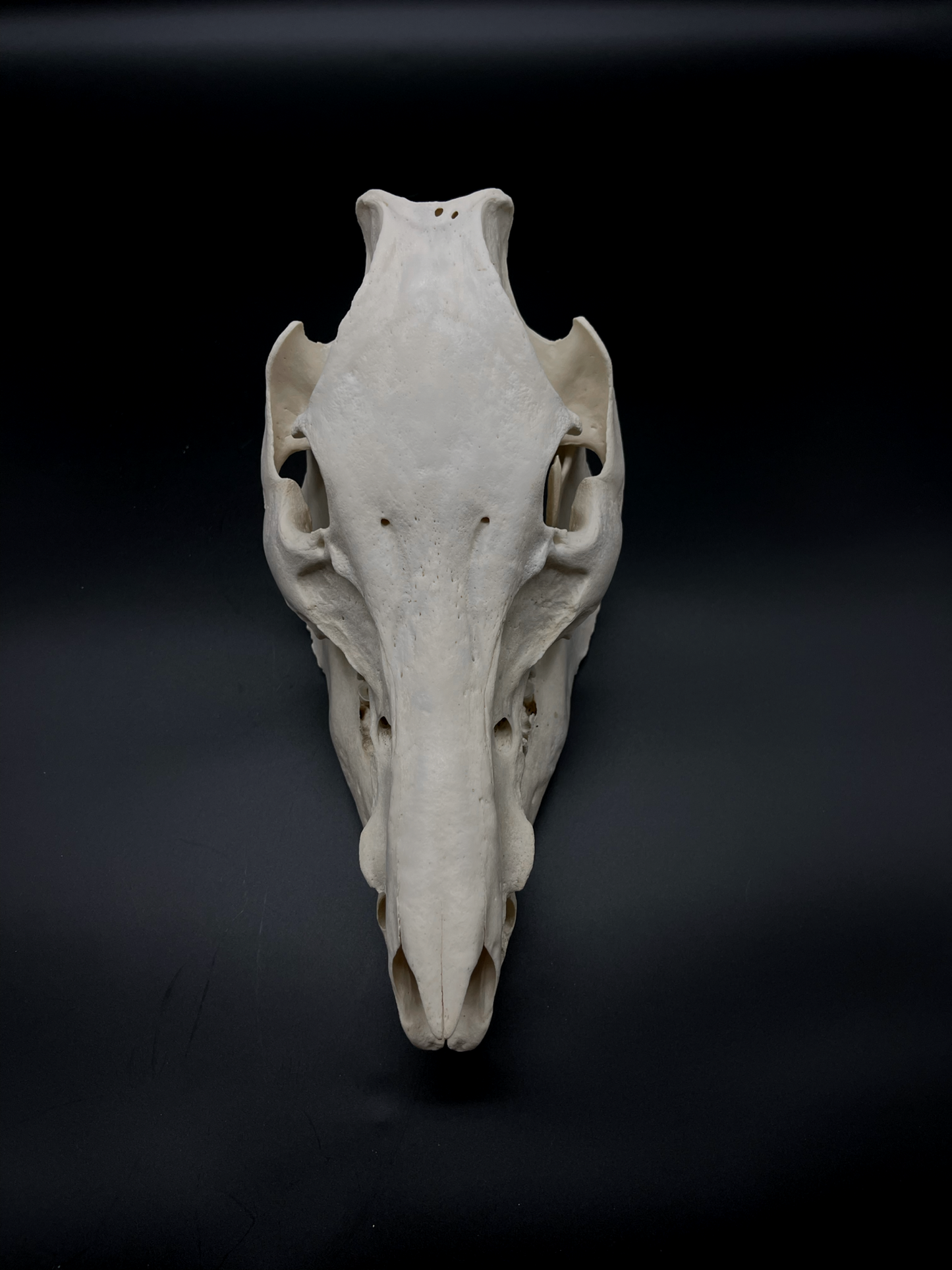 Pathological Geriatric Sow