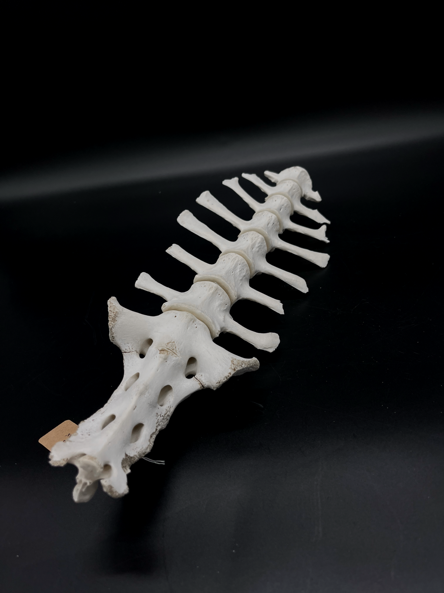 B Grade Articulated Sheep Spine