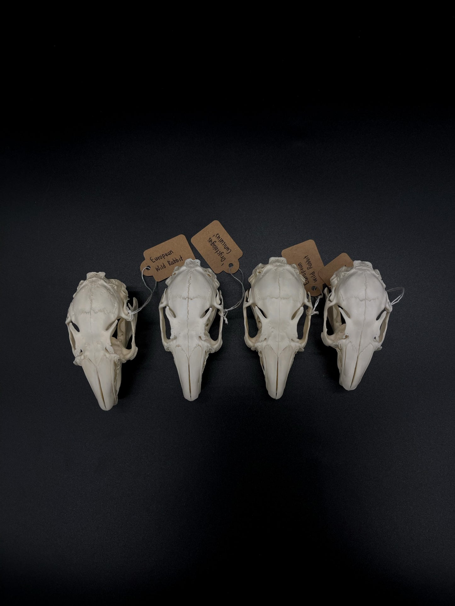 (A Grade) European Rabbit Skull