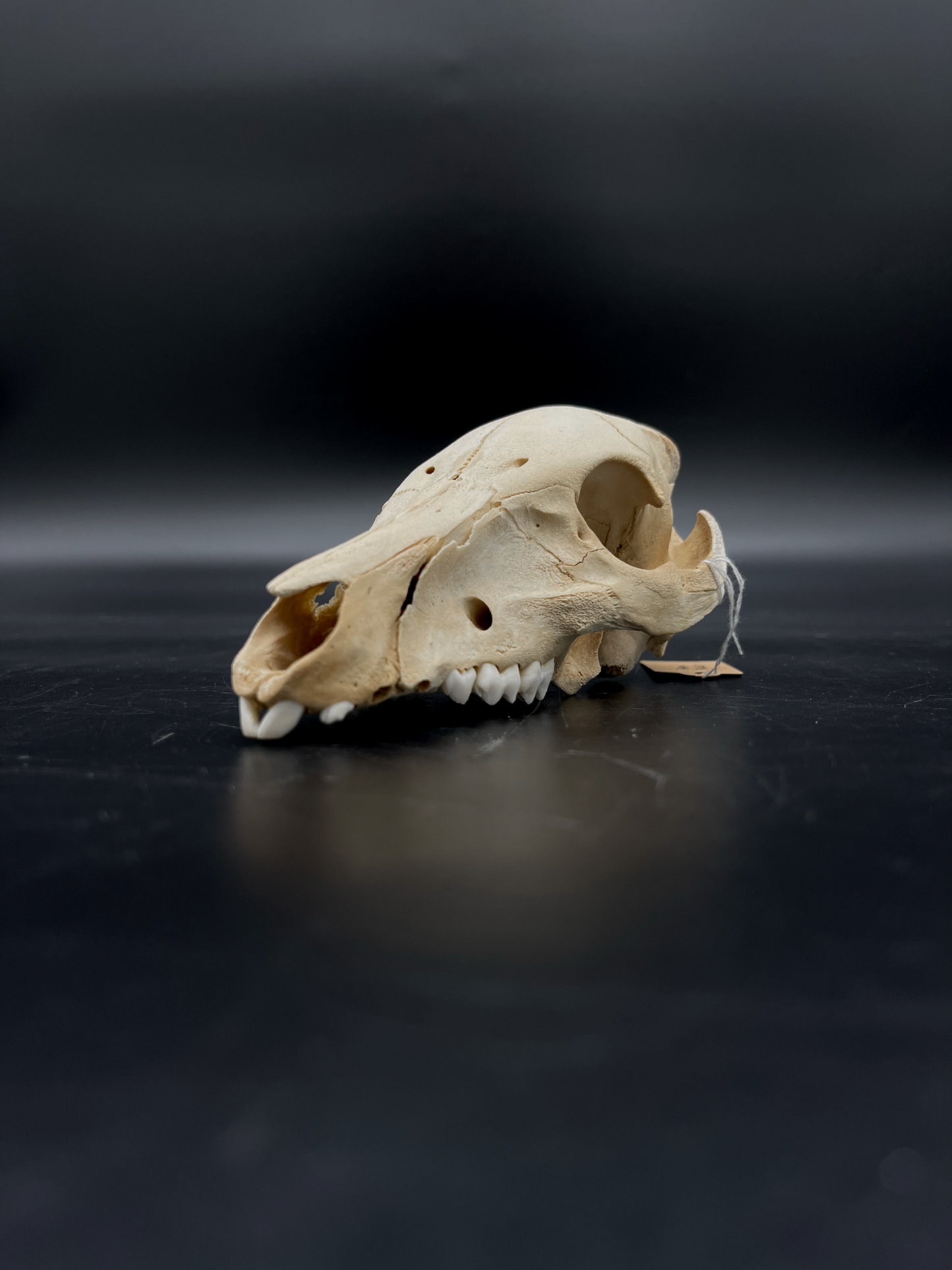 Craft Grade Feral Piglet Skull with Natural Patina
