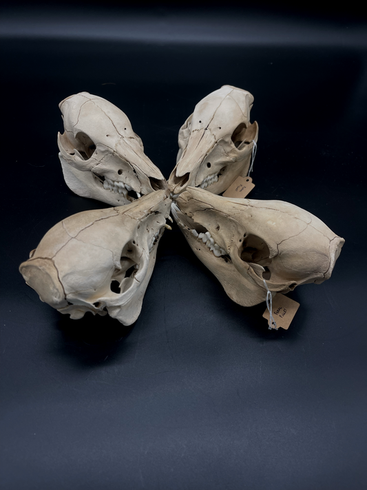 B Grade Feral Piglet Skull with Mandibles & Natural Patina