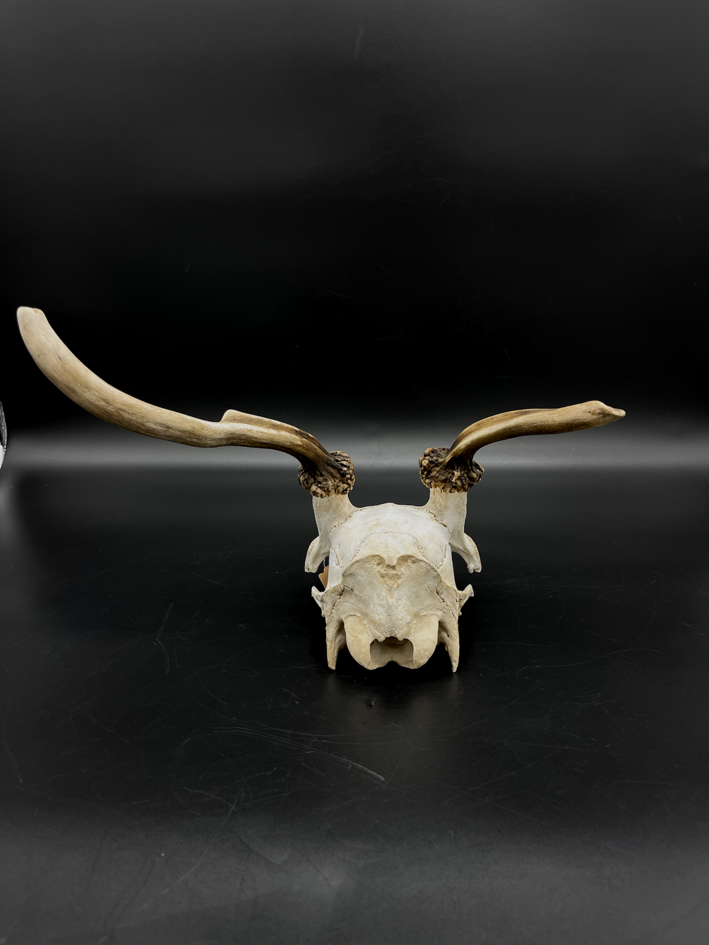 Craft Grade Fallow Spiker Skull Cap