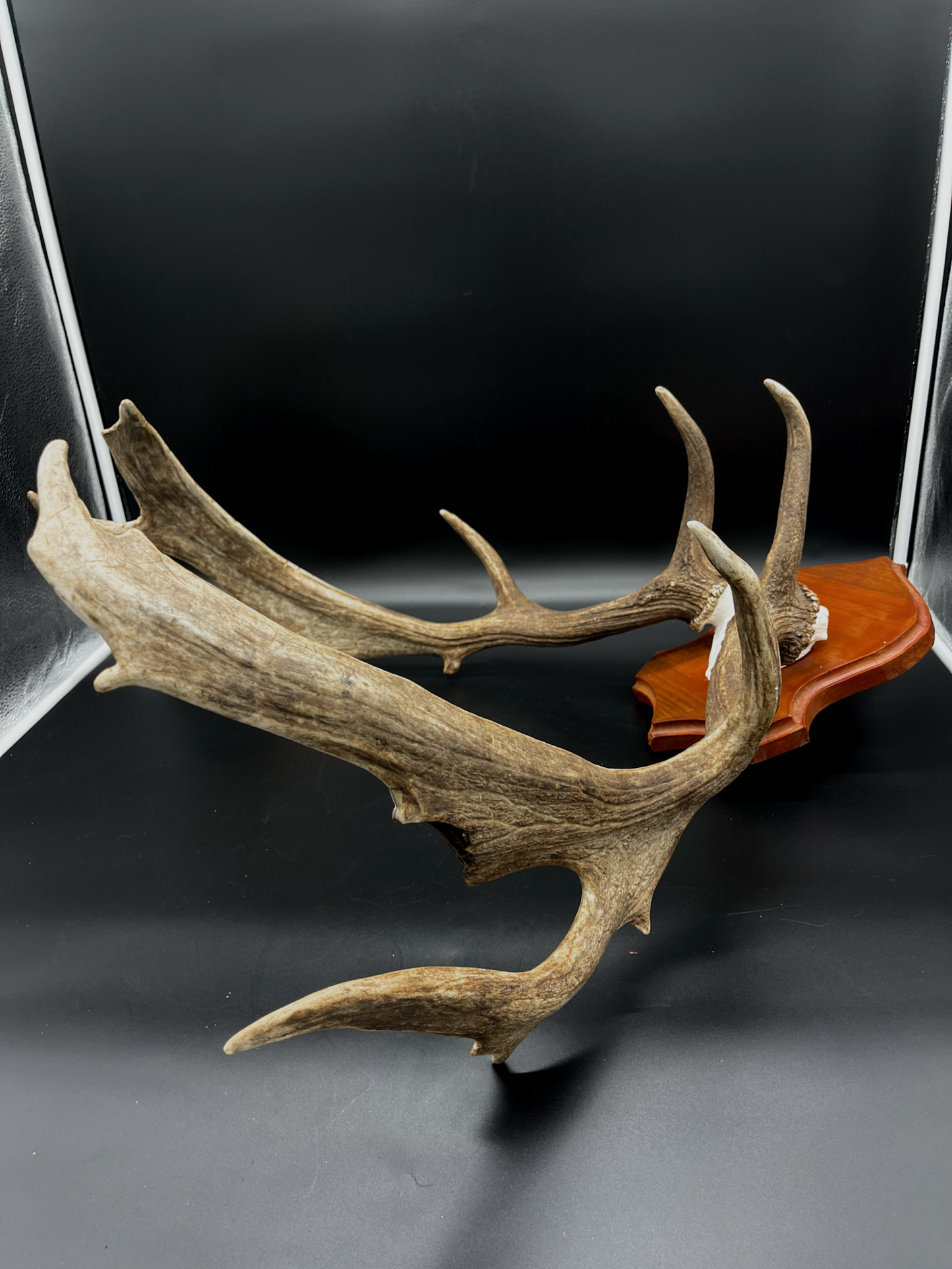 Fallow Buck Skull Cap European Mount