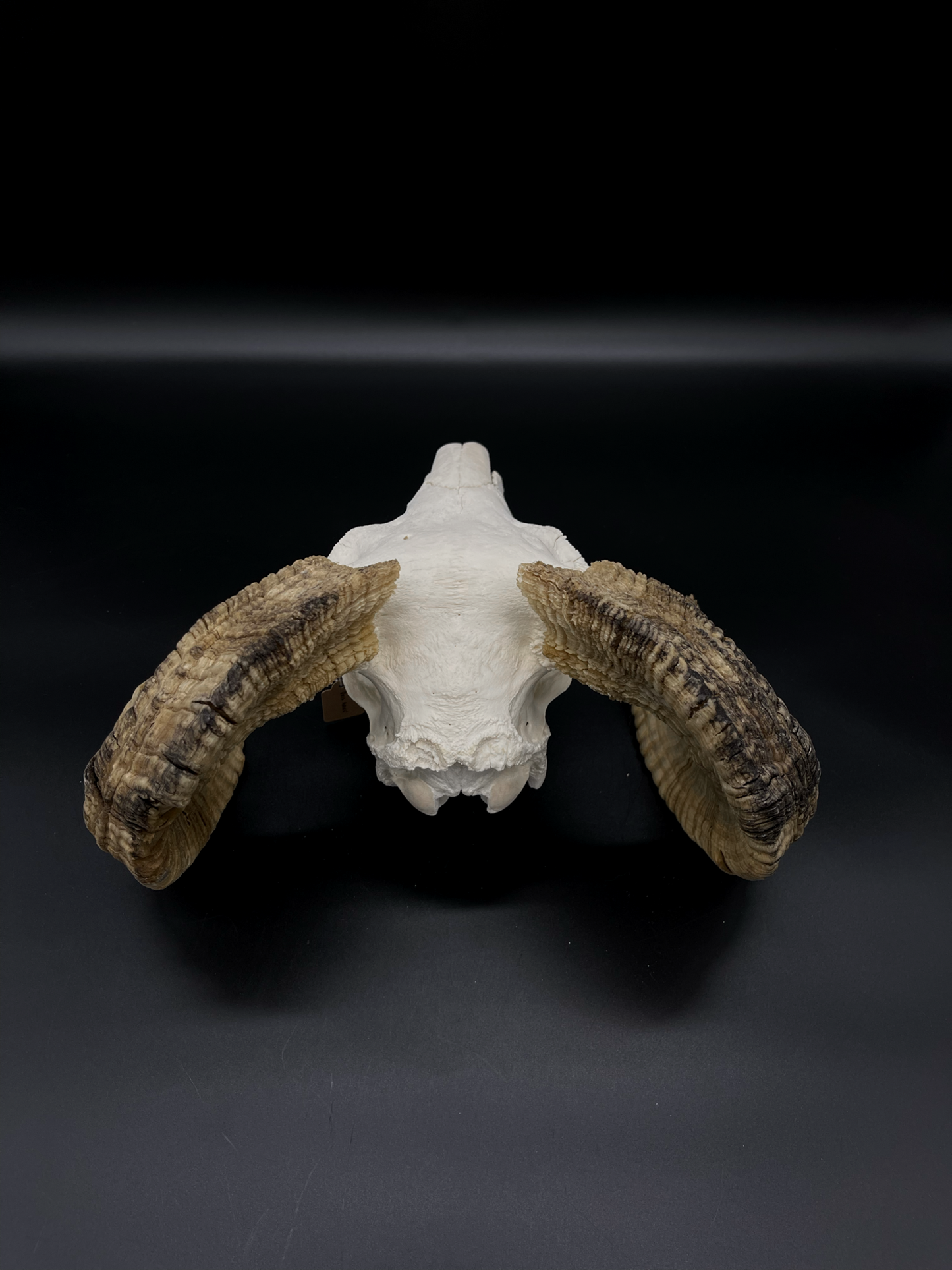 Craft Grade Merino Ram Skull
