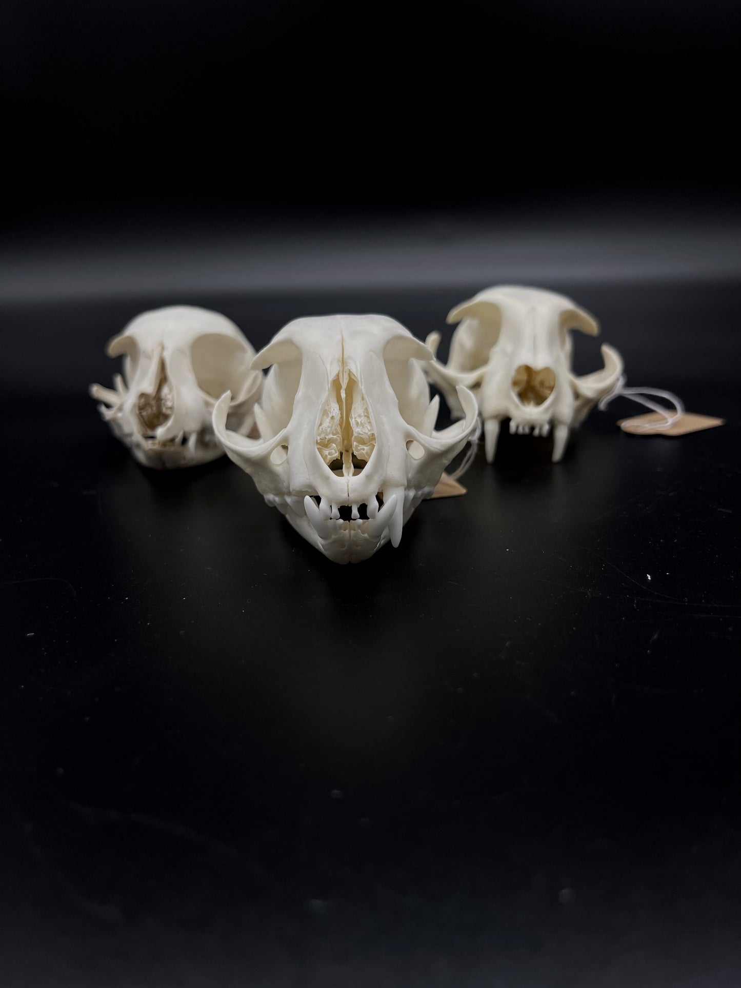 Craft Grade Feral Cat Skull