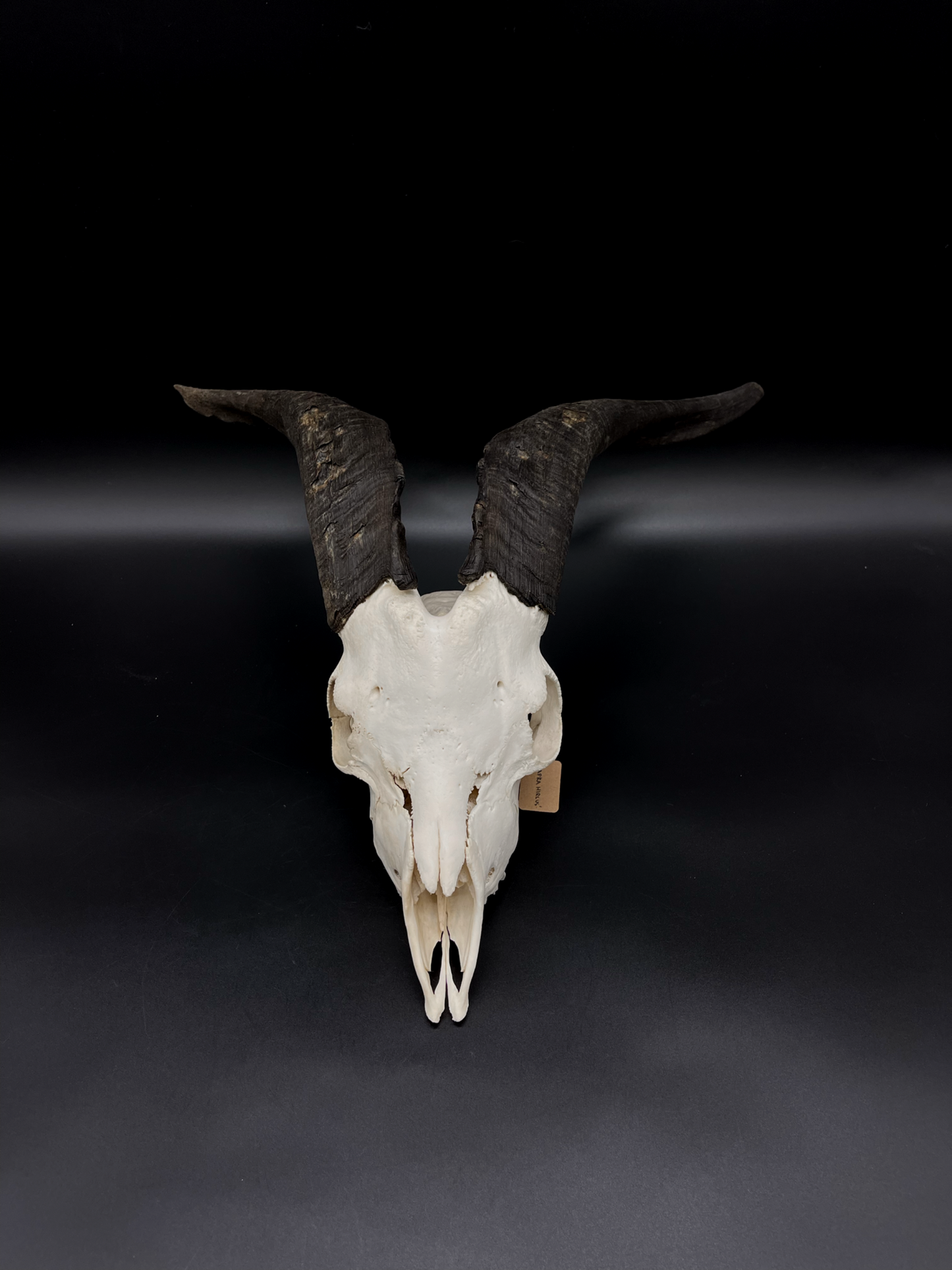 A- Grade Feral Billy Goat Skull