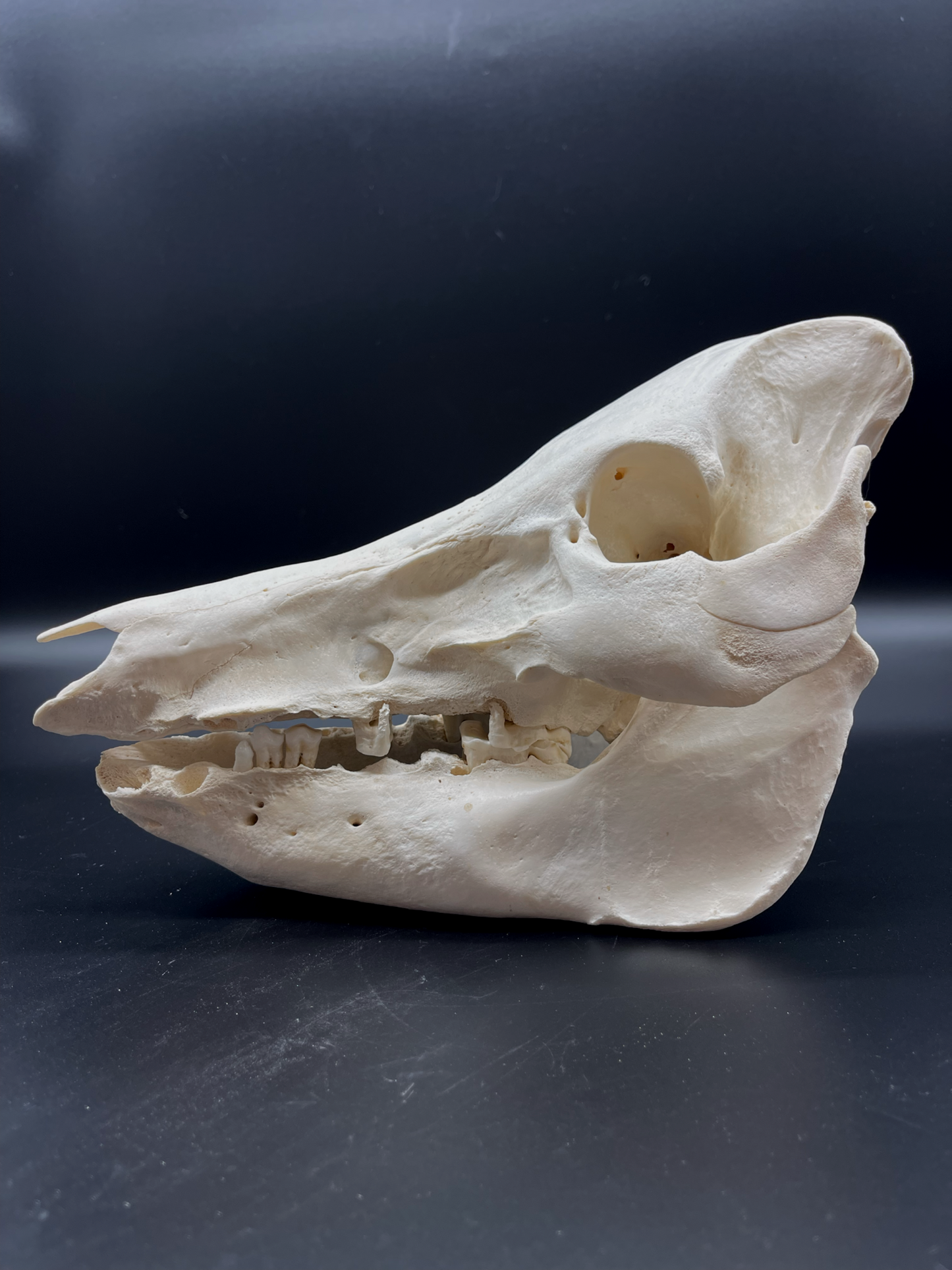 Pathological Geriatric Sow