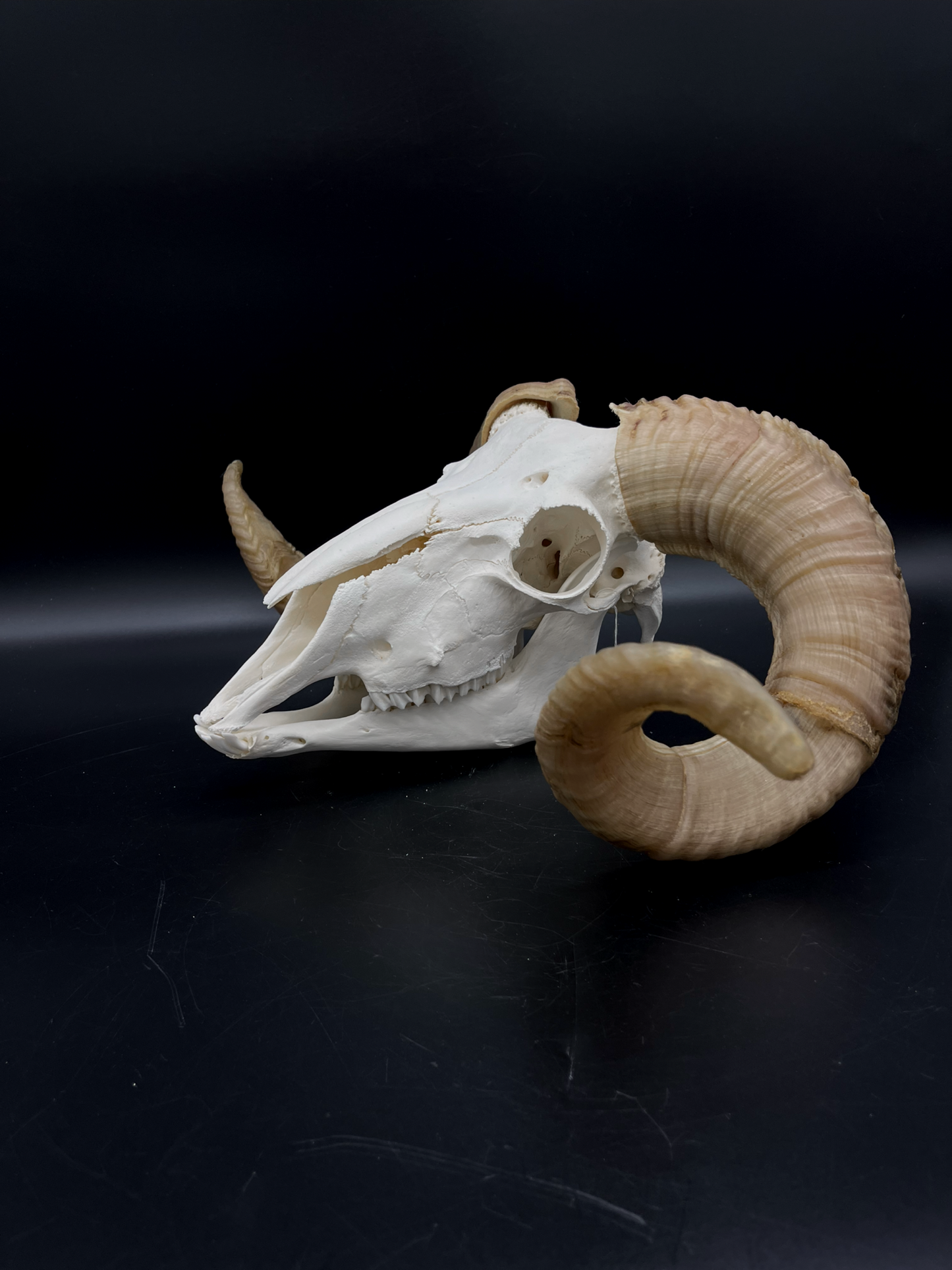 B Grade Merino Ram skull with Mandibles