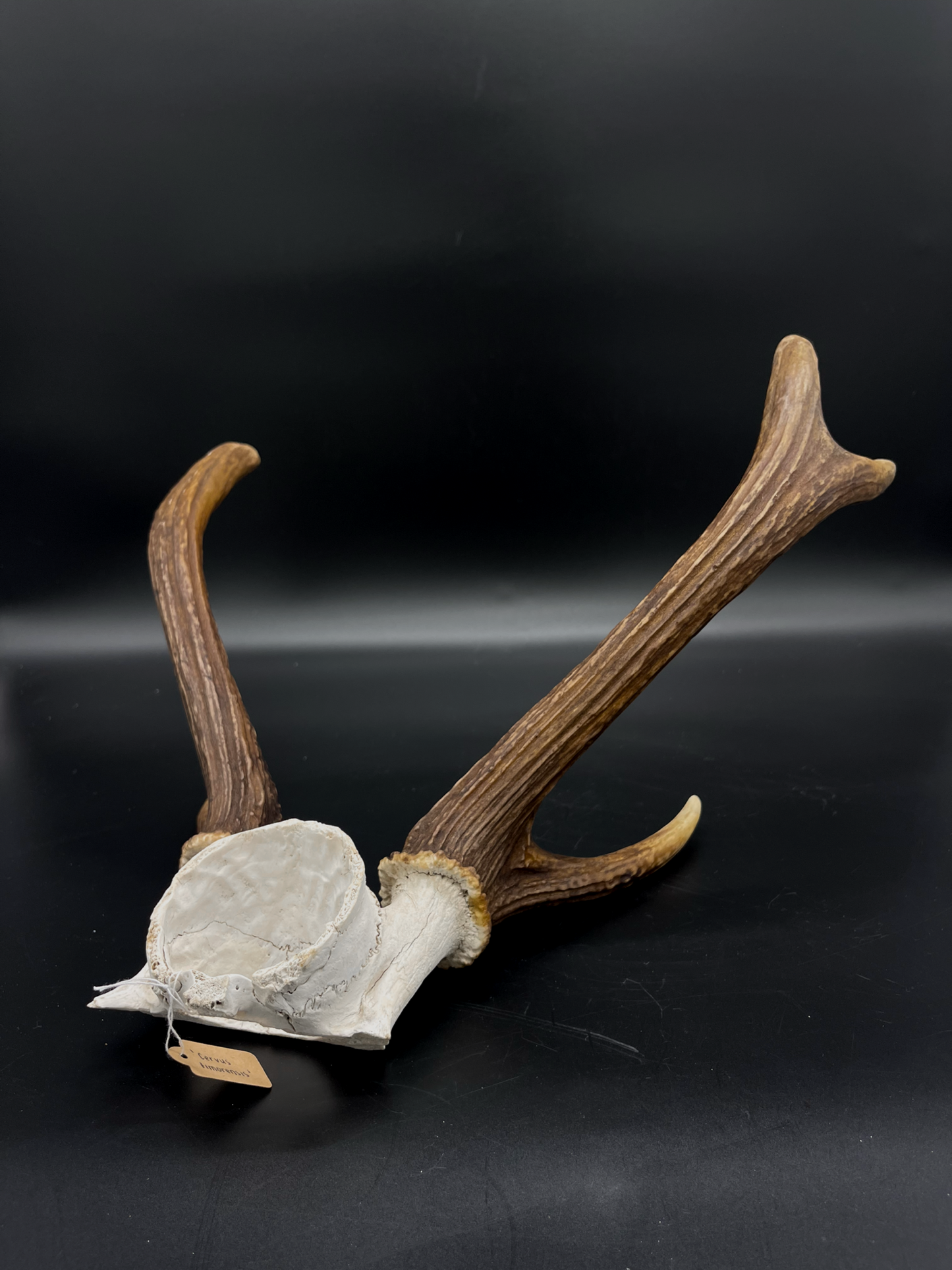 B Grade Rusa Stag Skull Cap