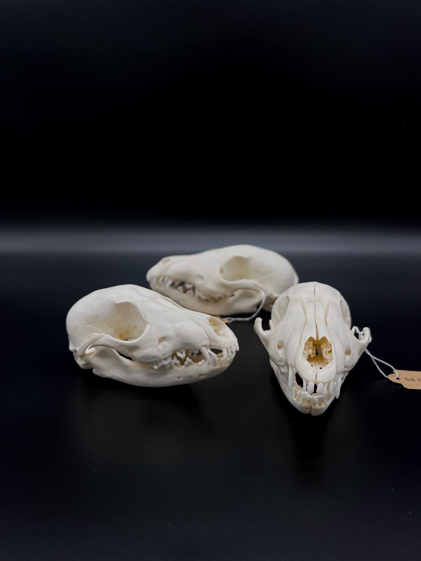 B Grade Juvenile Australian Red Fox Kit Skull
