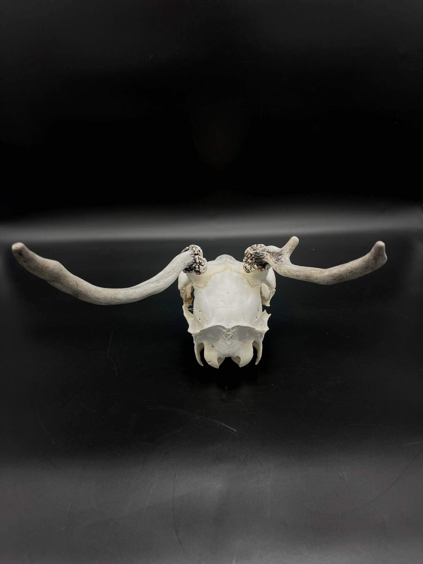 Craft Grade Fallow Buck Spiker Skull