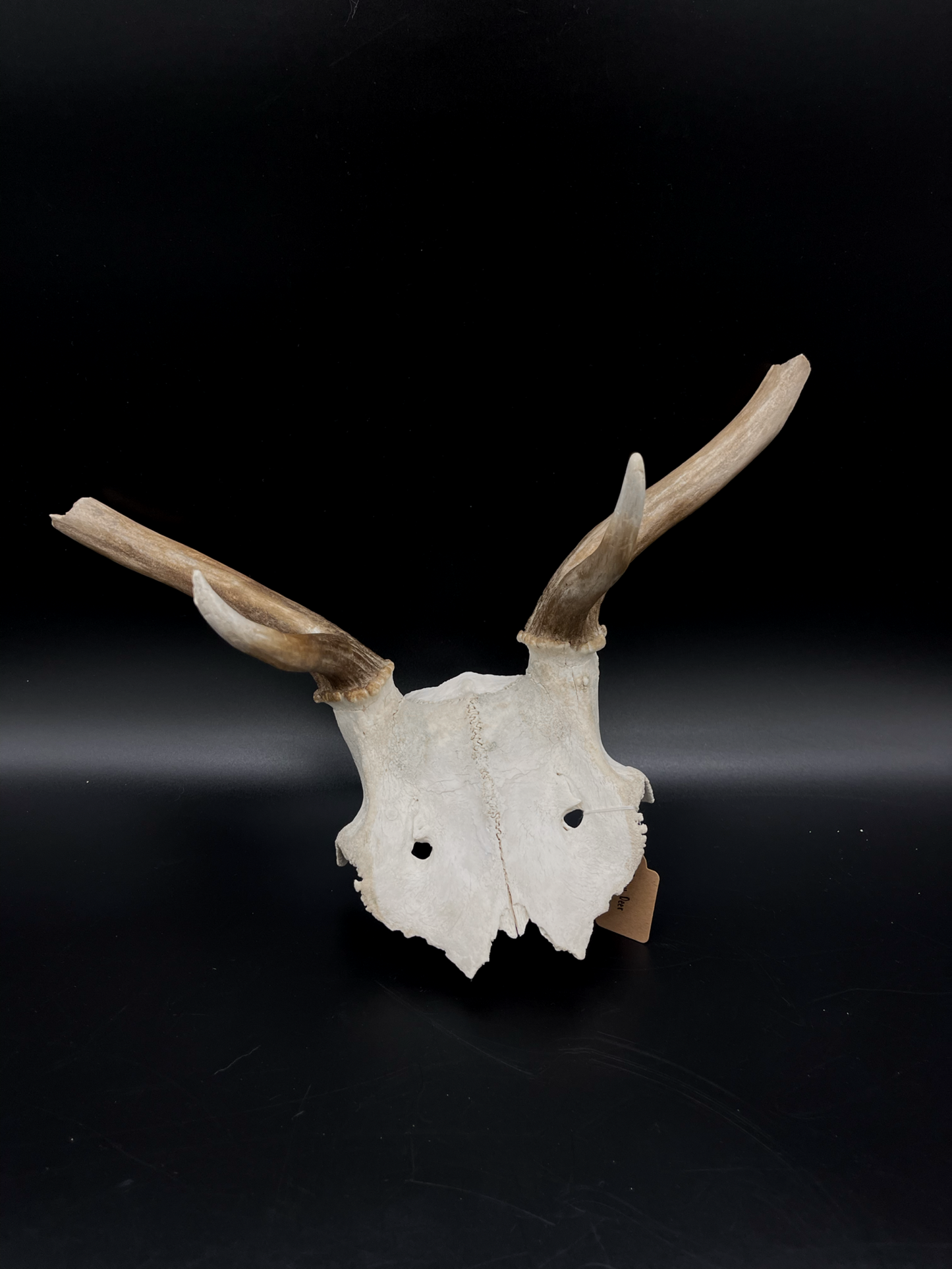 Craft Grade Fallow Buck Skull Cap