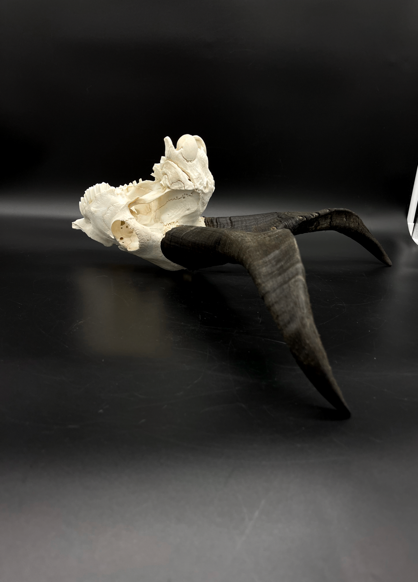 Craft Grade Feral Billy Goat Skull with “Devil Horns”