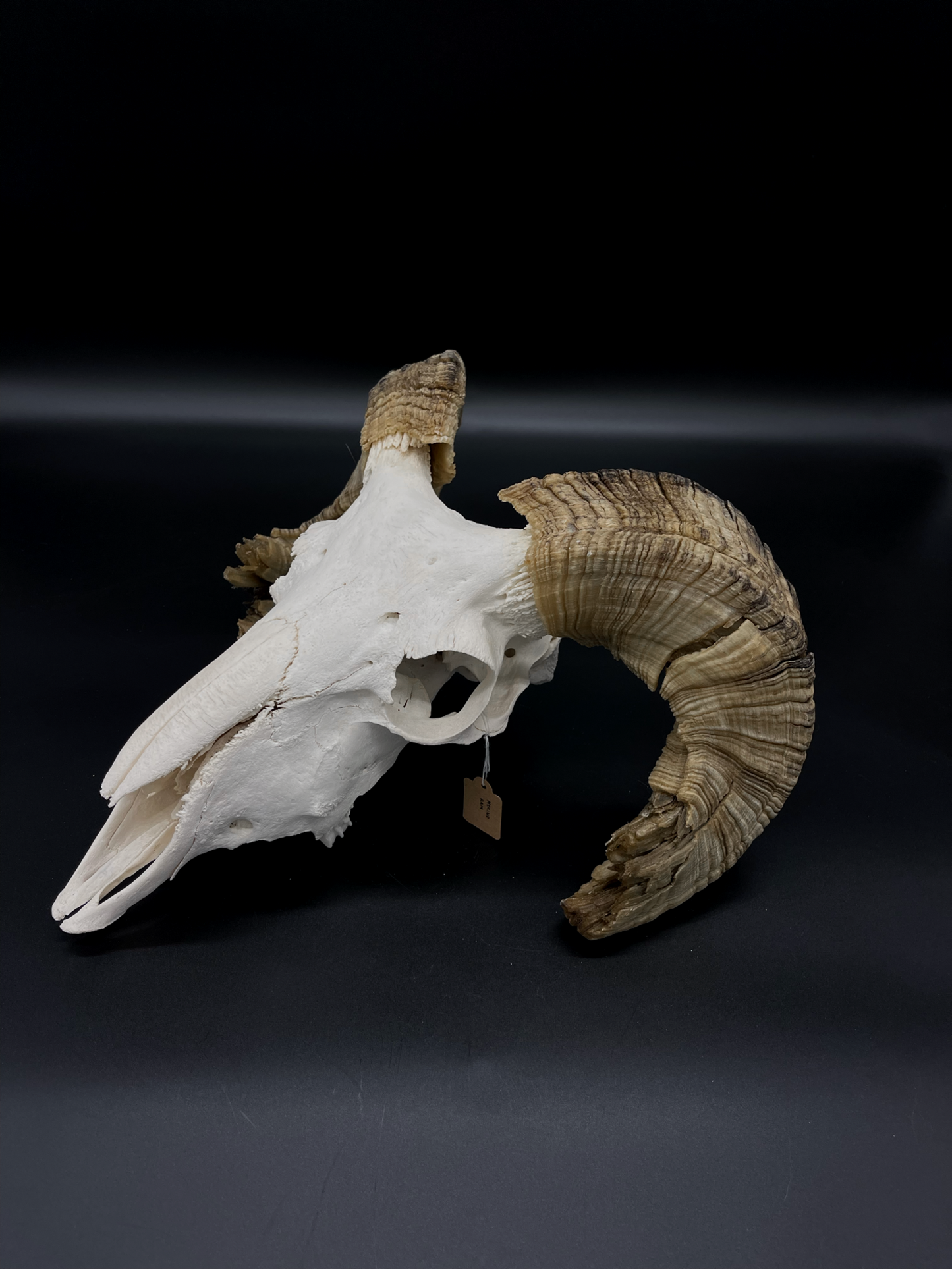 Craft Grade Merino Ram Skull
