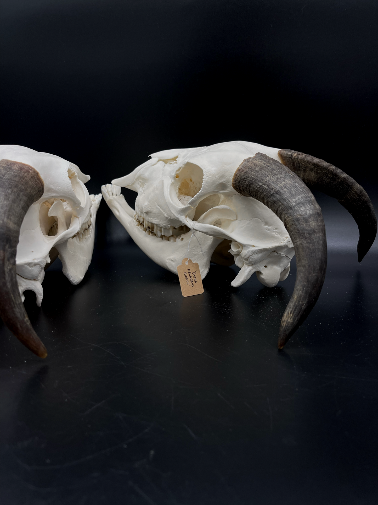 A- Juvenile Boer Goat Skull with Mandibles