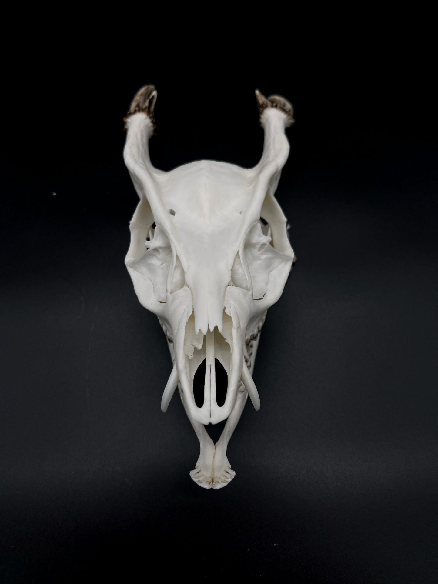 A Grade Reeves’s Muntjac Skull with Mandibles (UK)