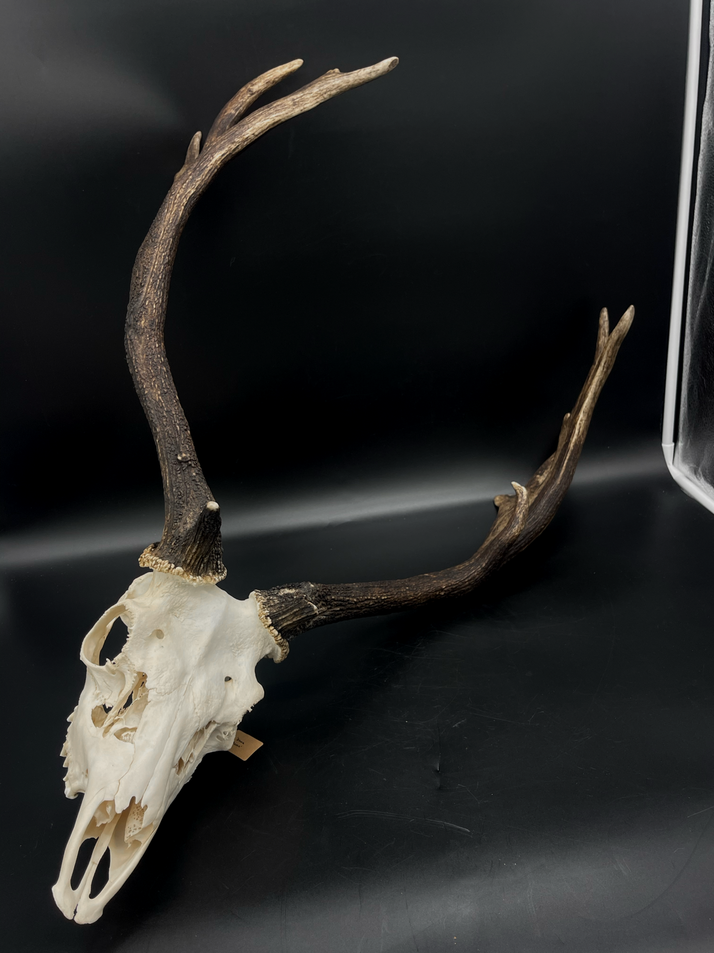 A- Grade Geriatric Fallow Buck Skull