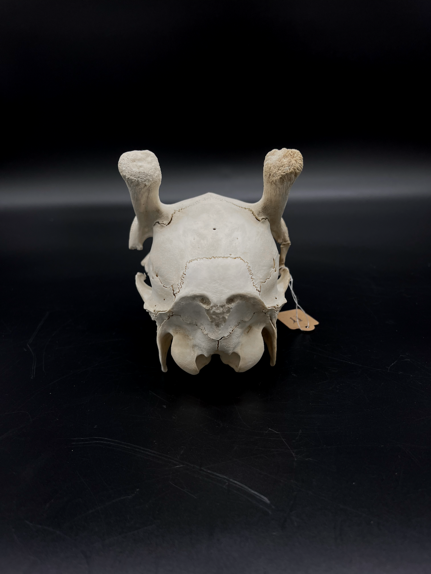 Craft Grade Fallow Spiker Skull