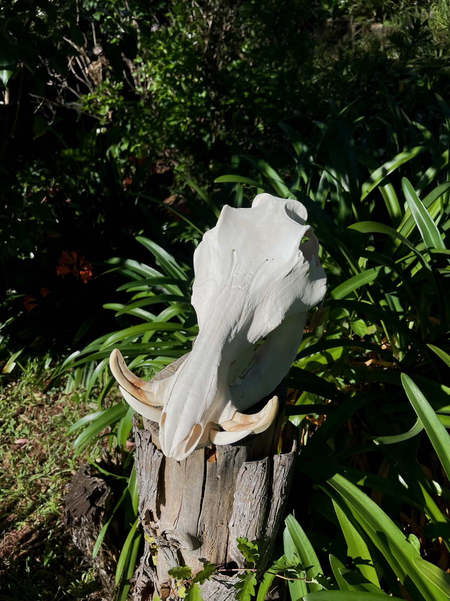 Warthog Skull (AFRICA)