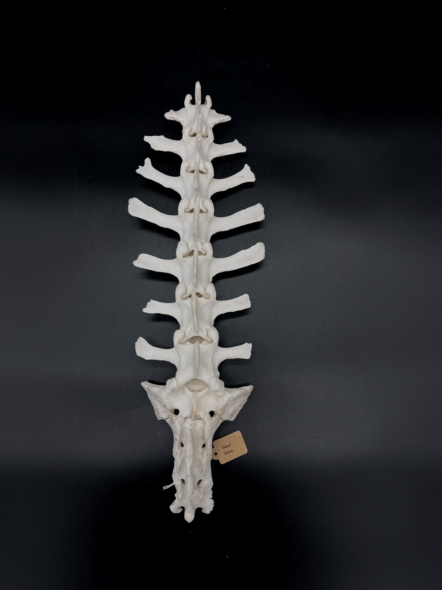 B Grade Articulated Sheep Spine