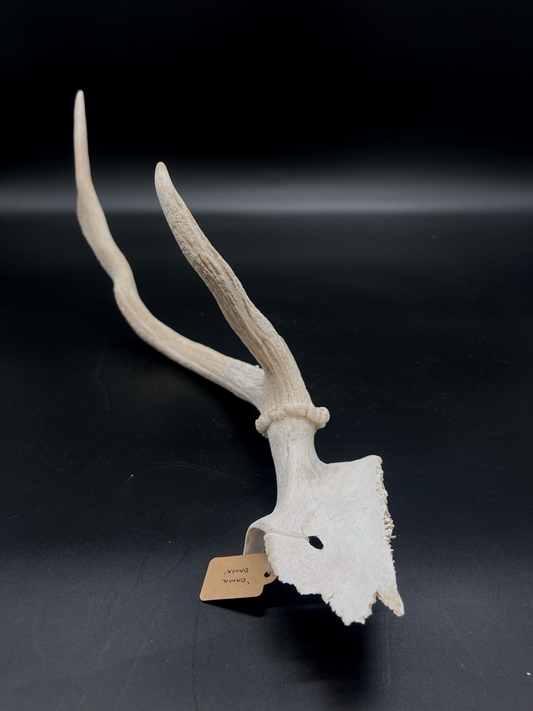 Craft Grade Fallow Antler with Partial Skull