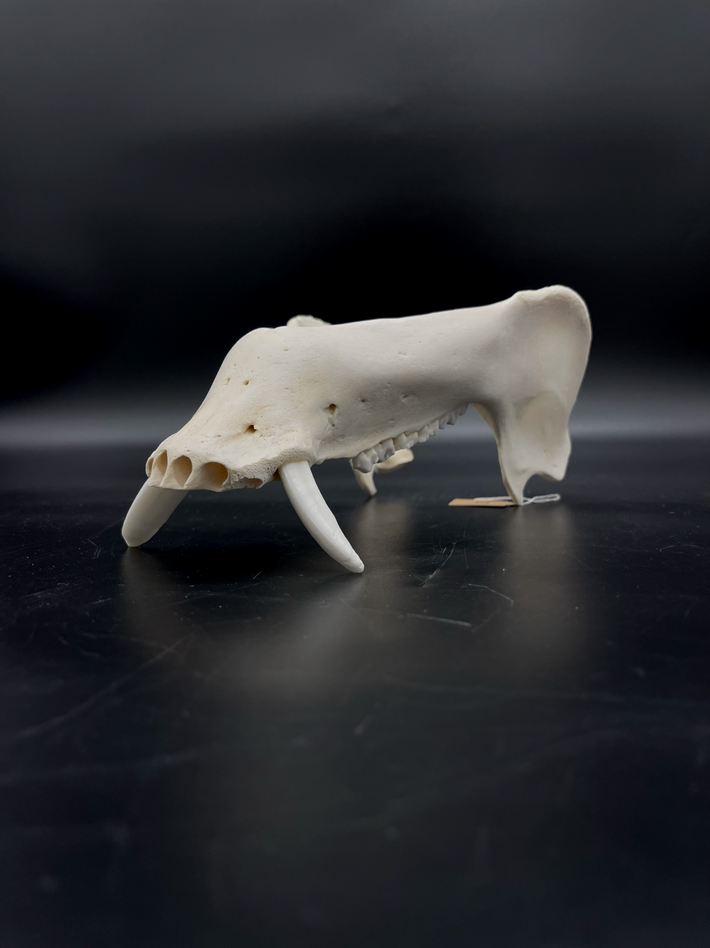 B Grade Wild Boar Tusks/Mandibles