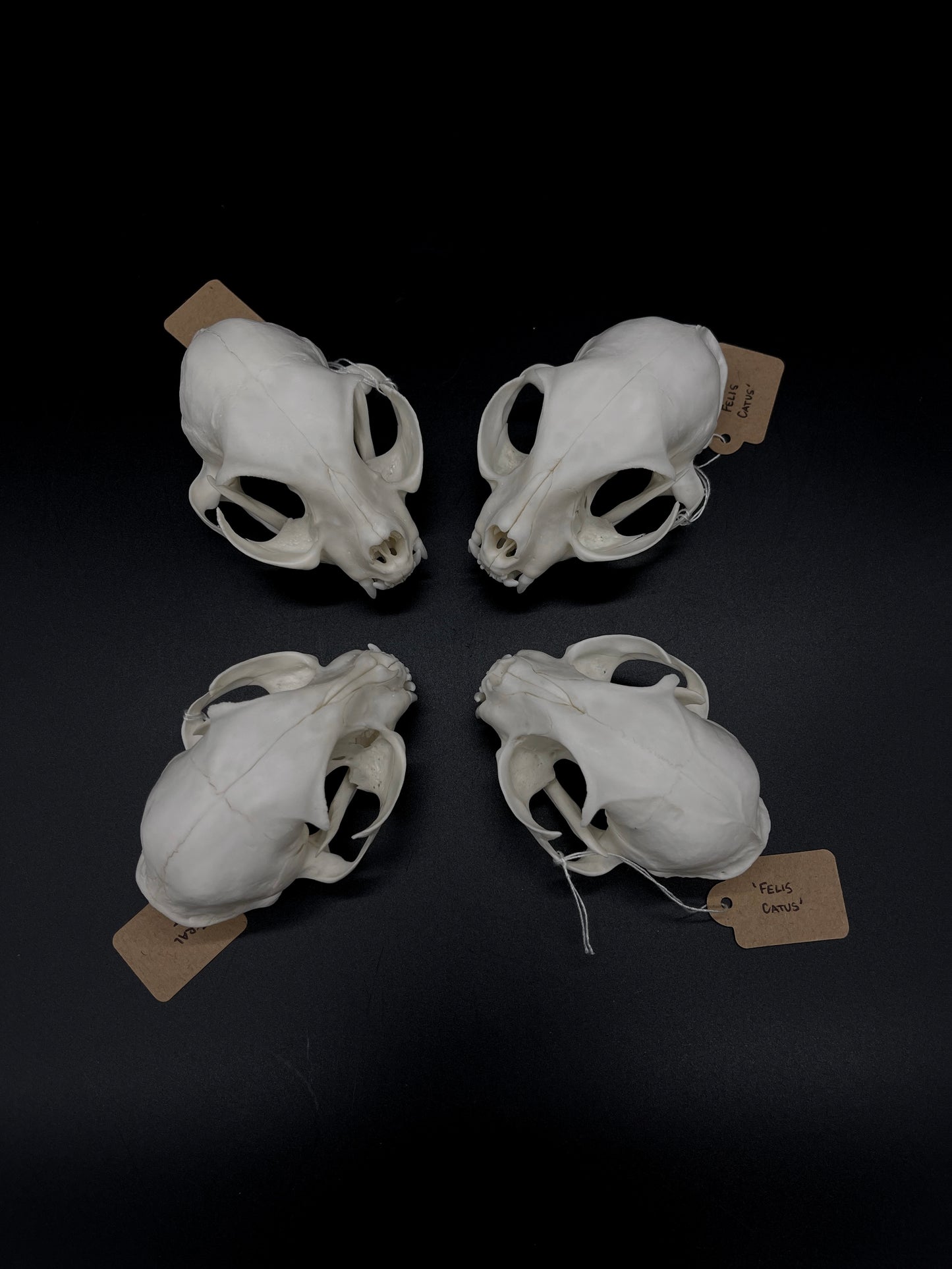 A- Grade Feral Cat Skull