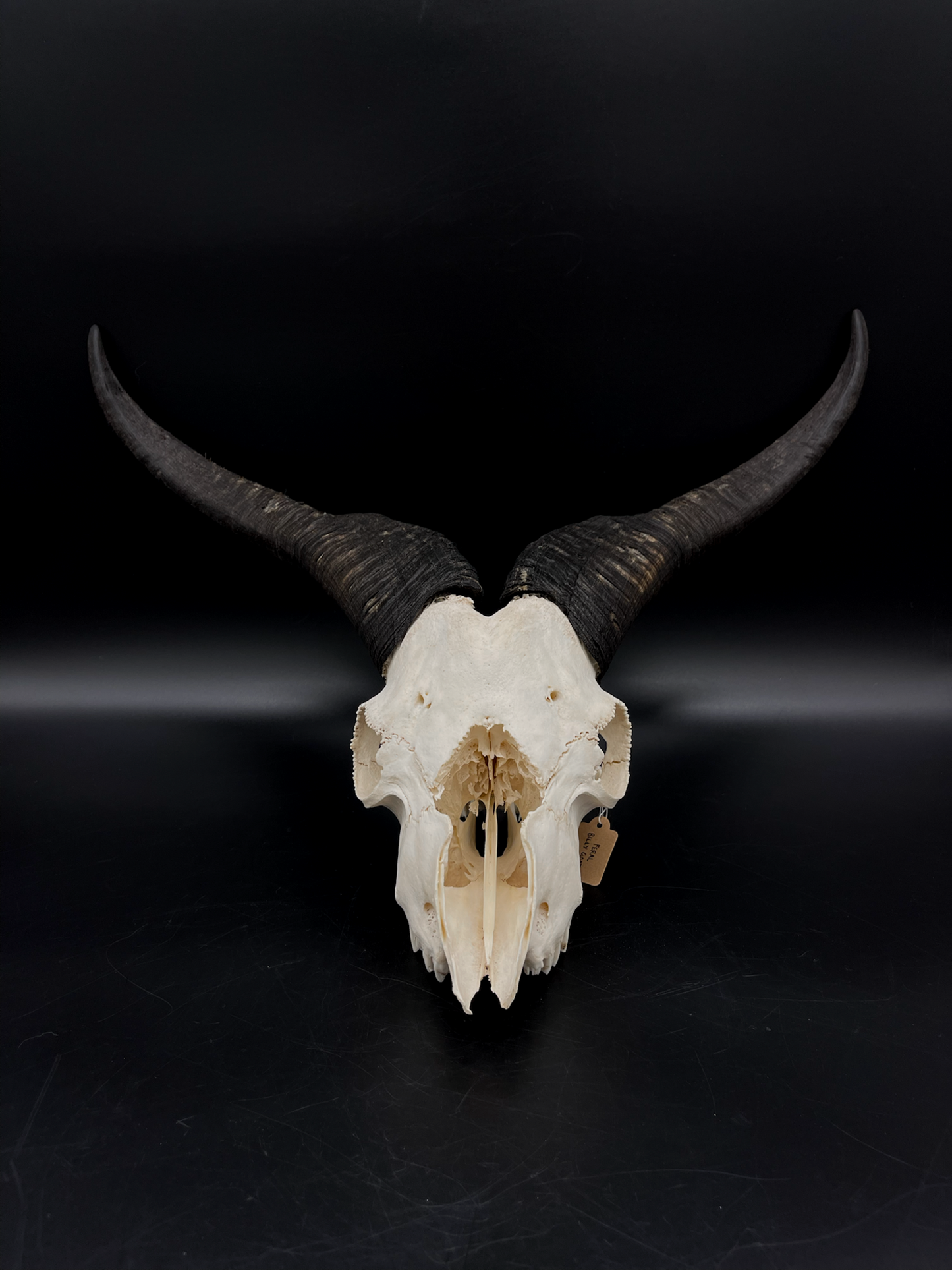 Craft Grade Feral Billy Goat Skull with “Devil Horns”