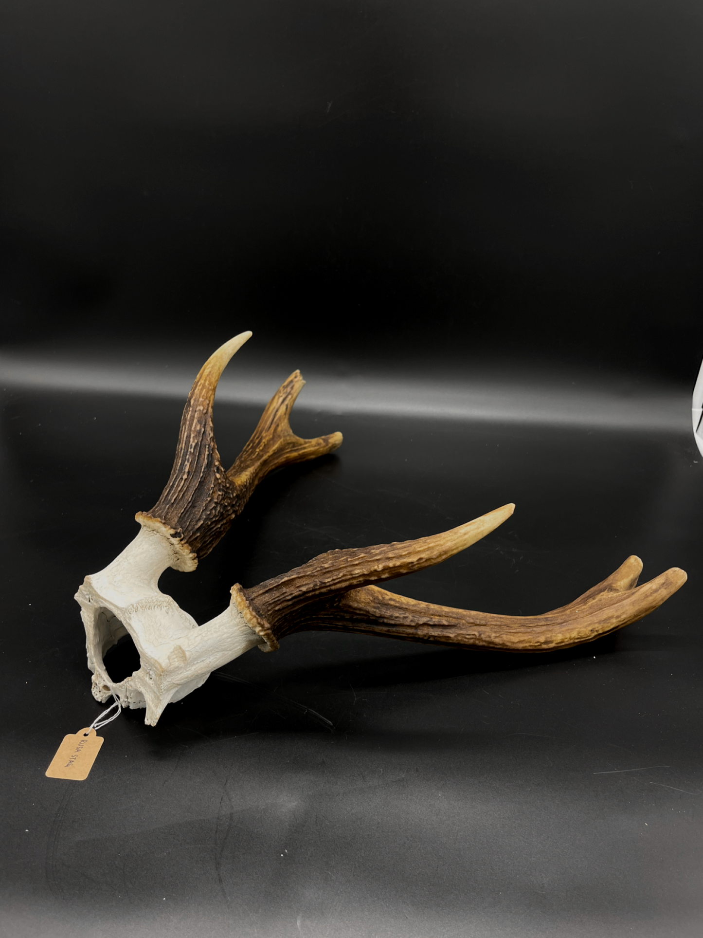 B Grade Rusa Stag Skull Cap