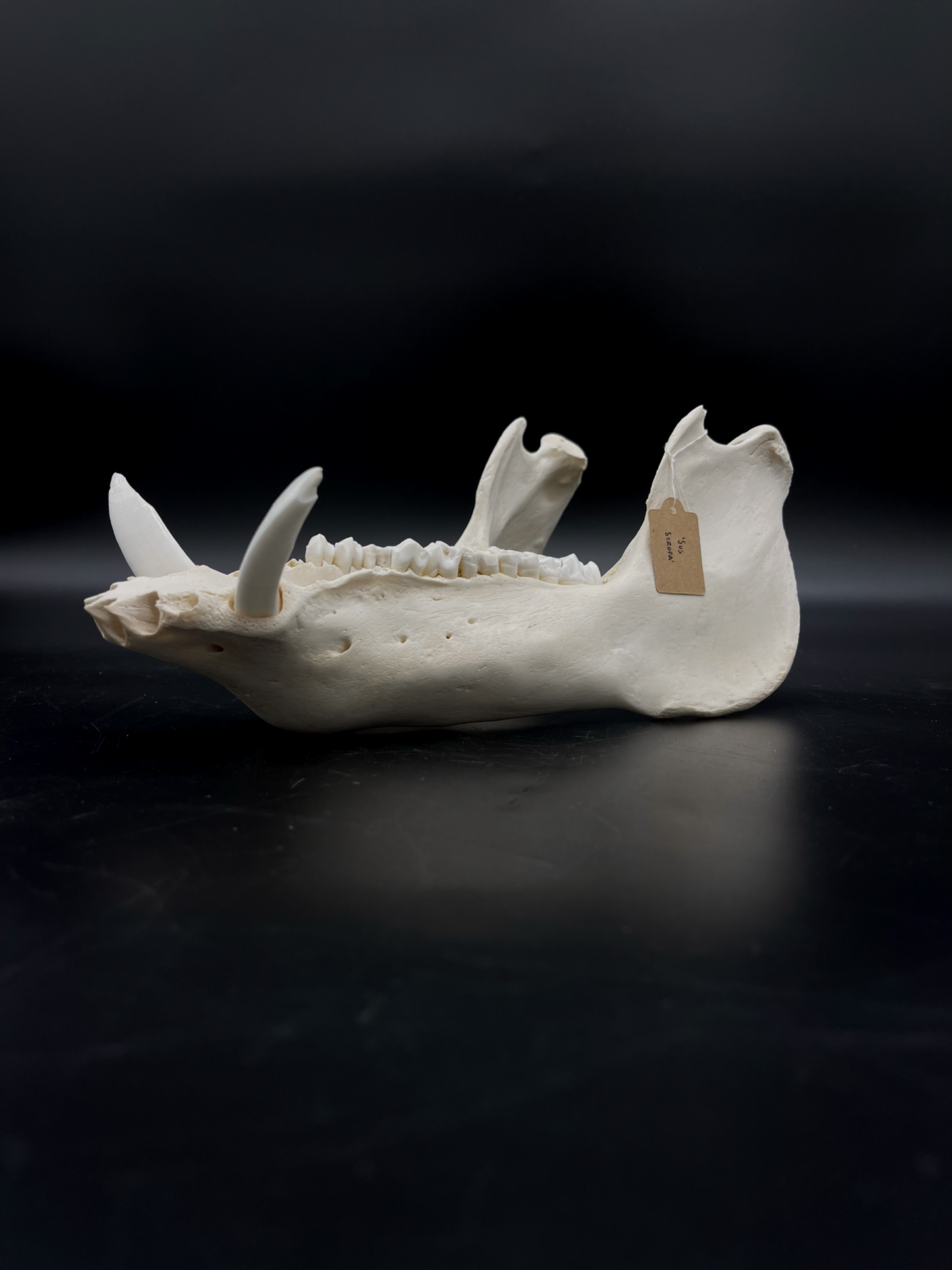 B Grade Wild Boar Tusks/Mandibles