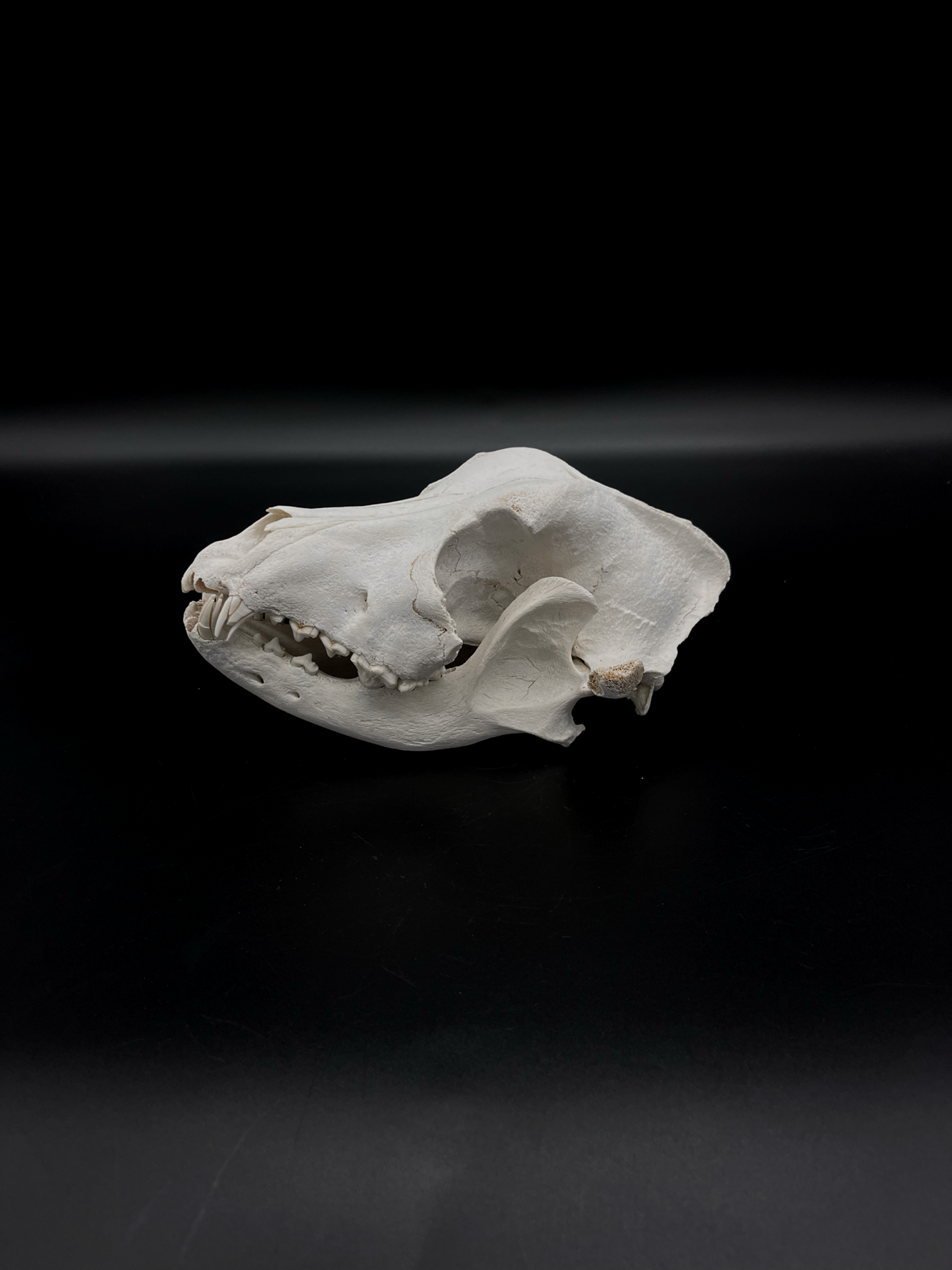 Craft Grade Irish Wolfhound Skull
