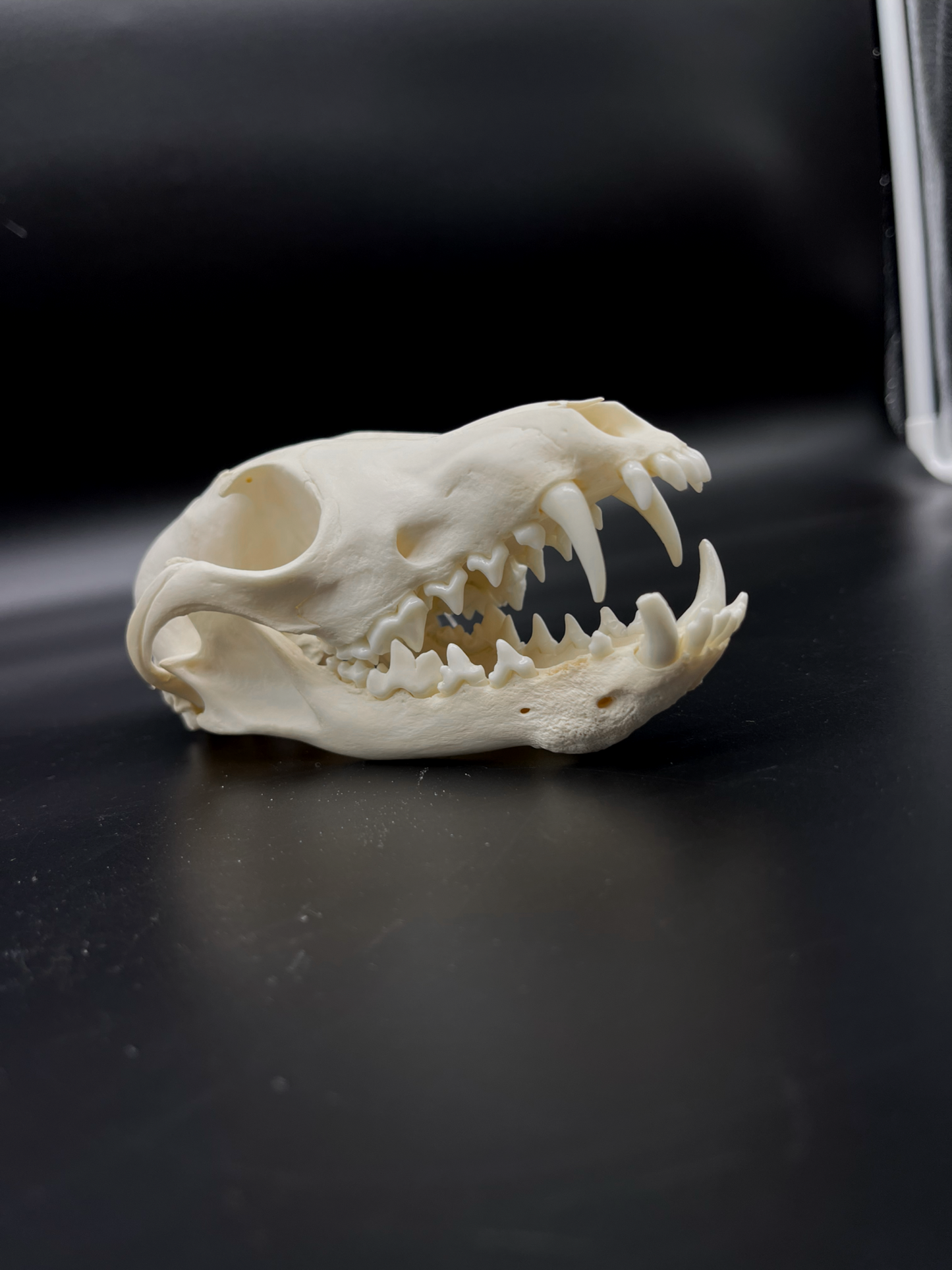 Pathological Red Fox Skull