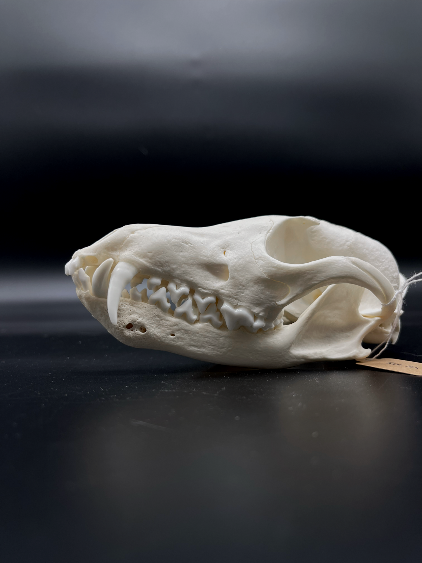 INTERACTIVE Pathological Red Fox Skull