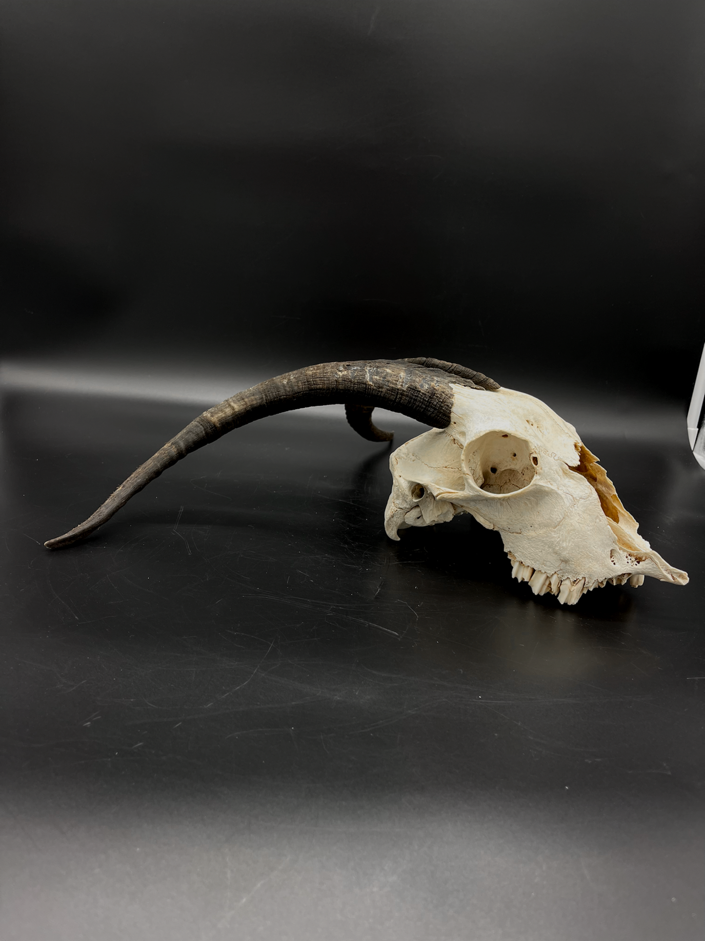 Craft Grade Nanny Goat Skull