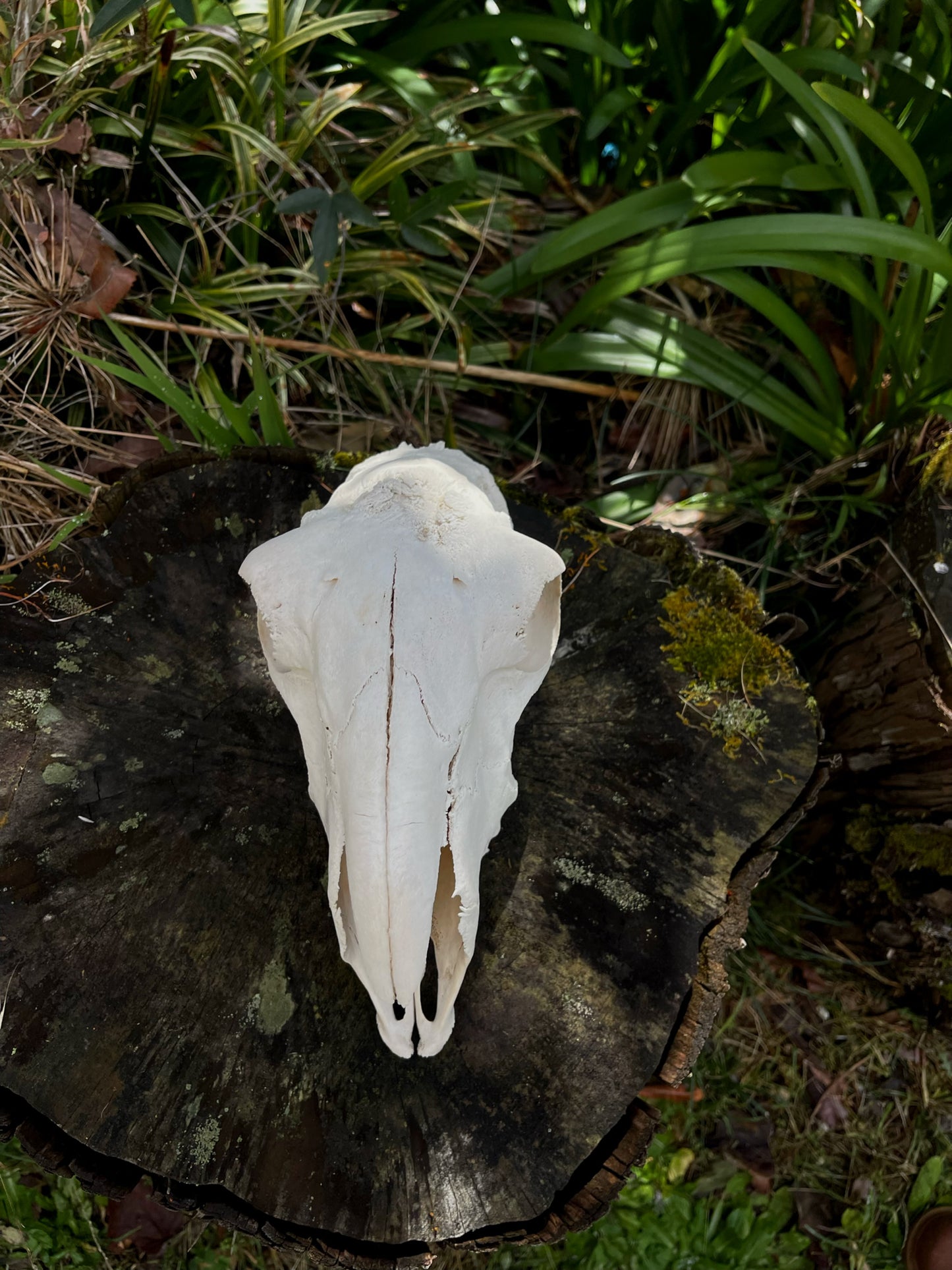 Border Leicester Stud Ram Skull #1