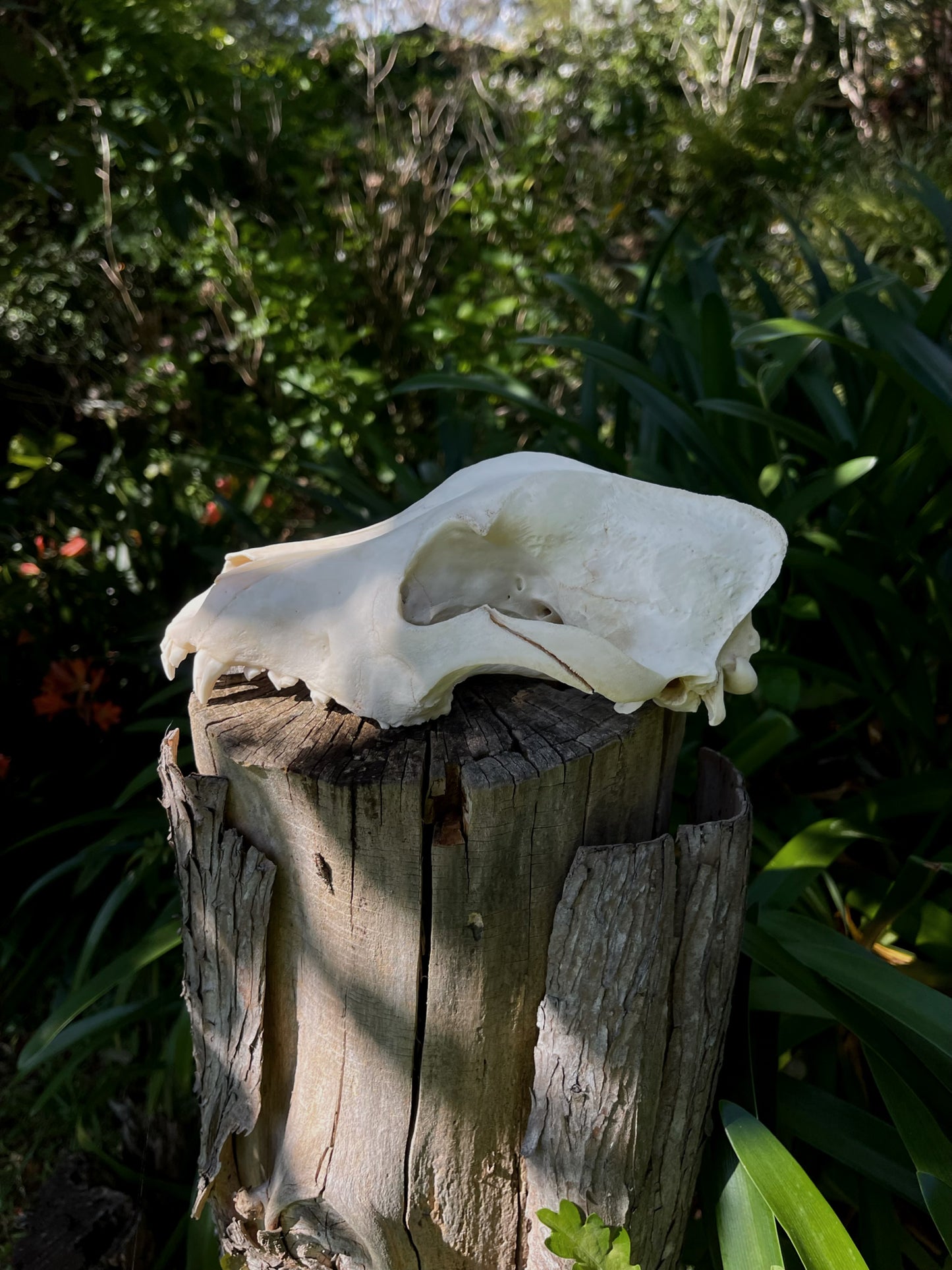 Partial Kelpie Mix skull