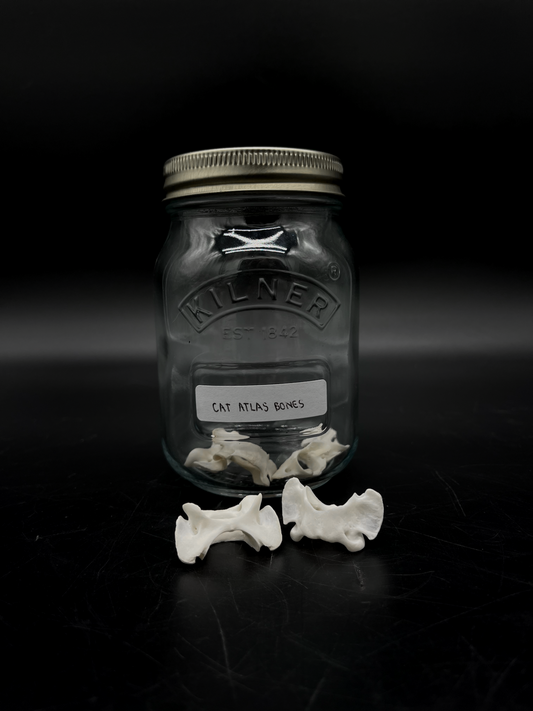 Cat Atlas Bones