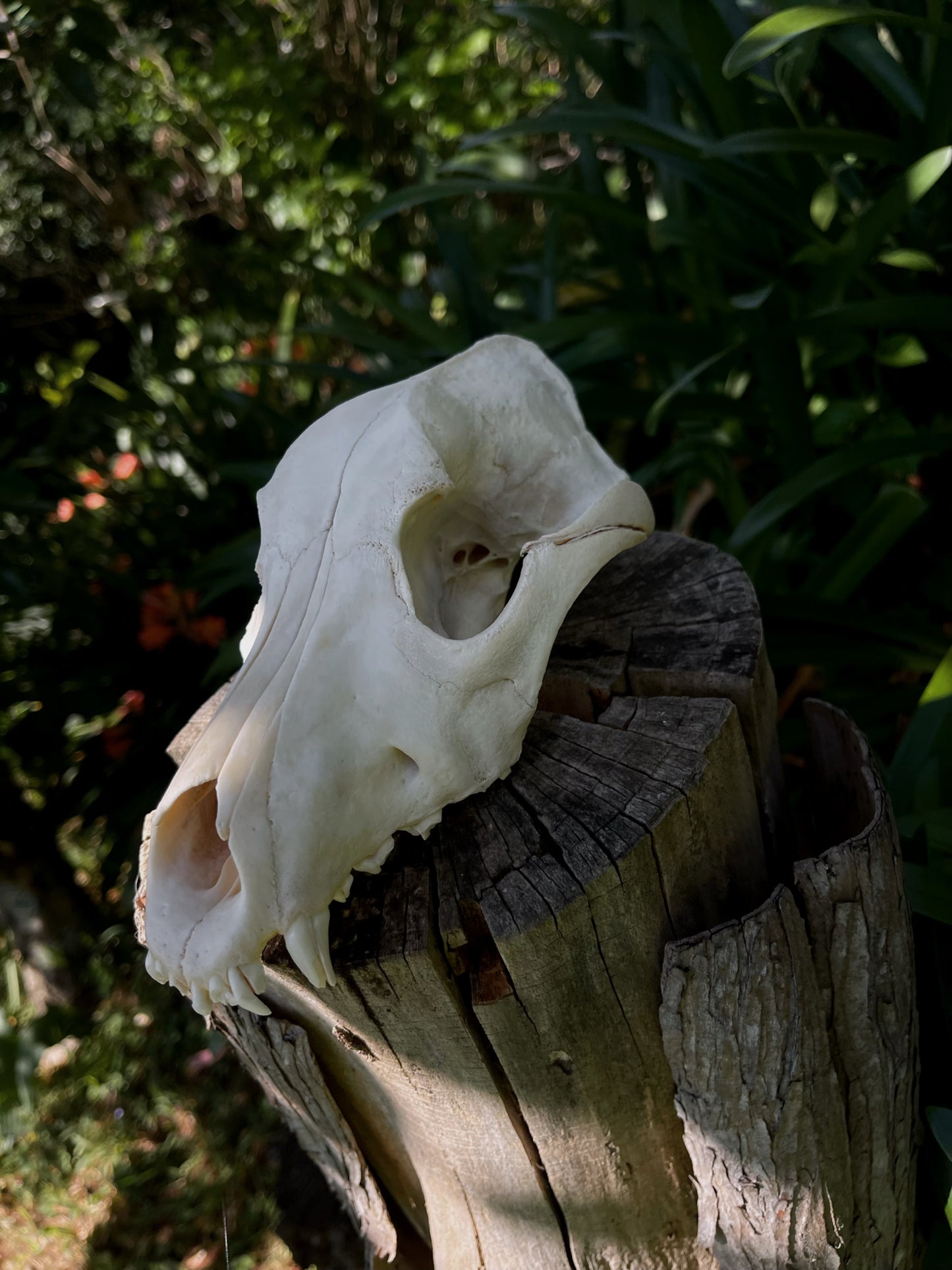 Partial Kelpie Mix skull