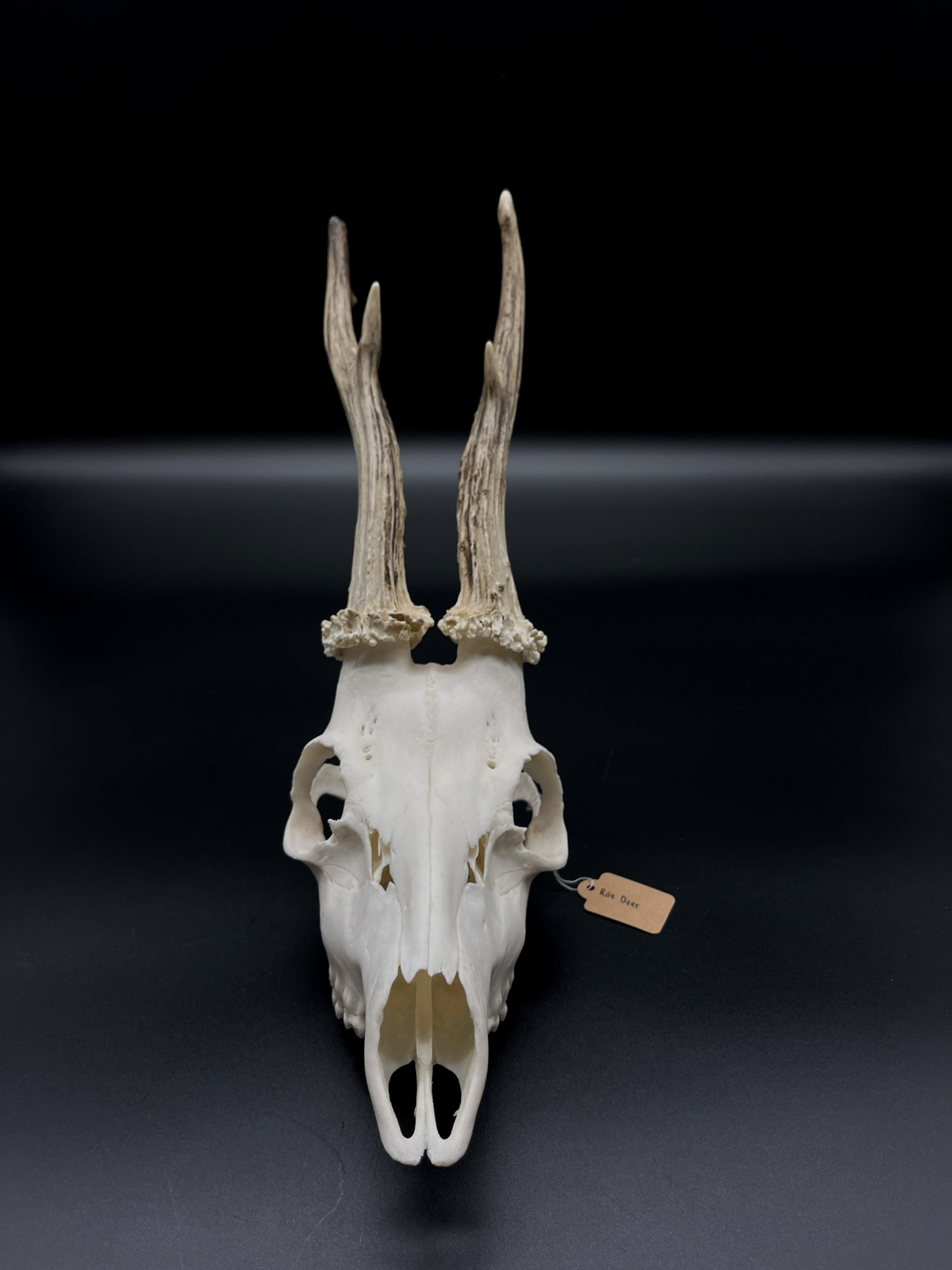 Roe Buck Skull (Poland)