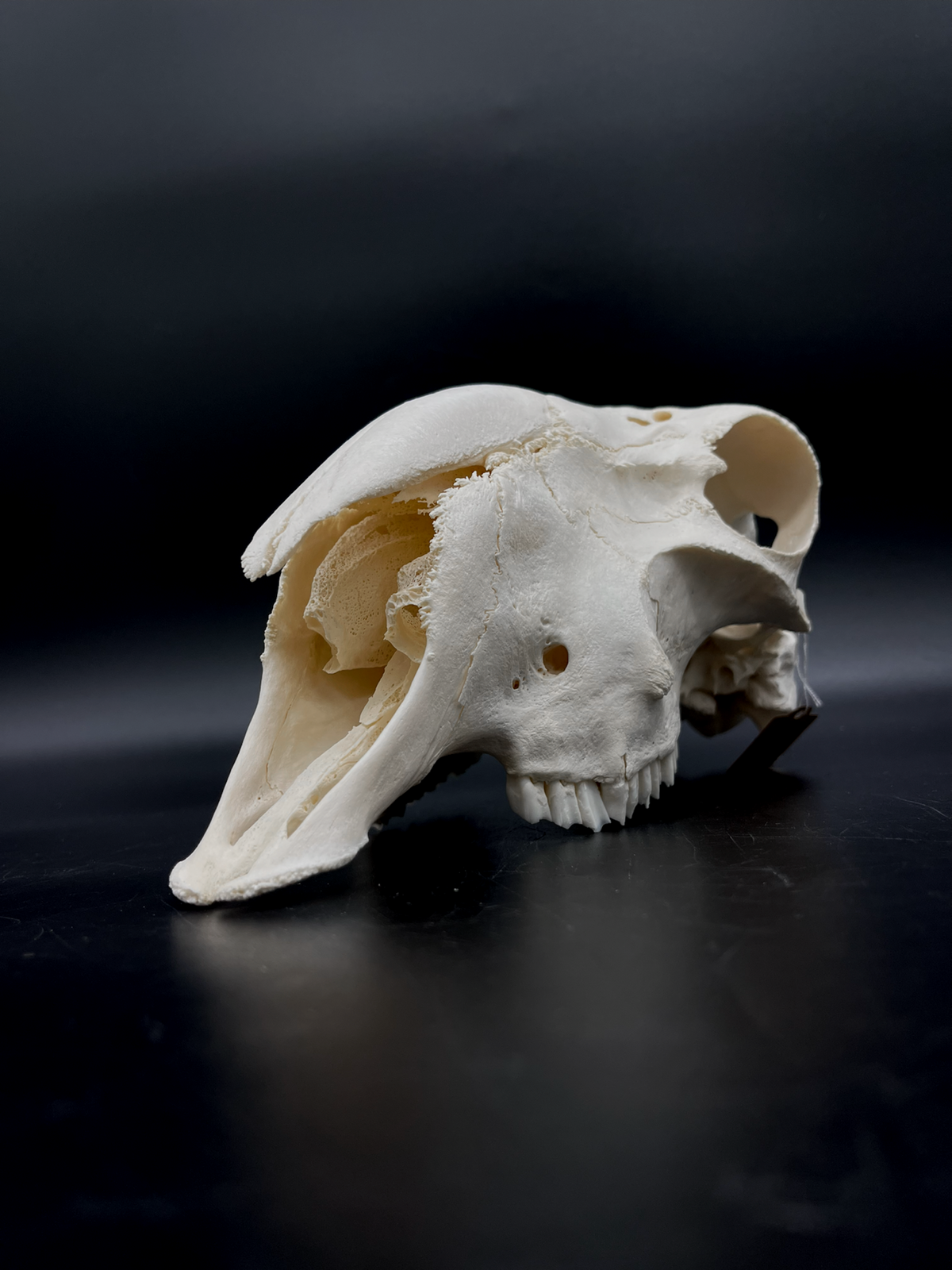 A- Grade Pathological Border Leicester Stud Ram Skull with Cranium blunt force trauma + a slight Wry Nose