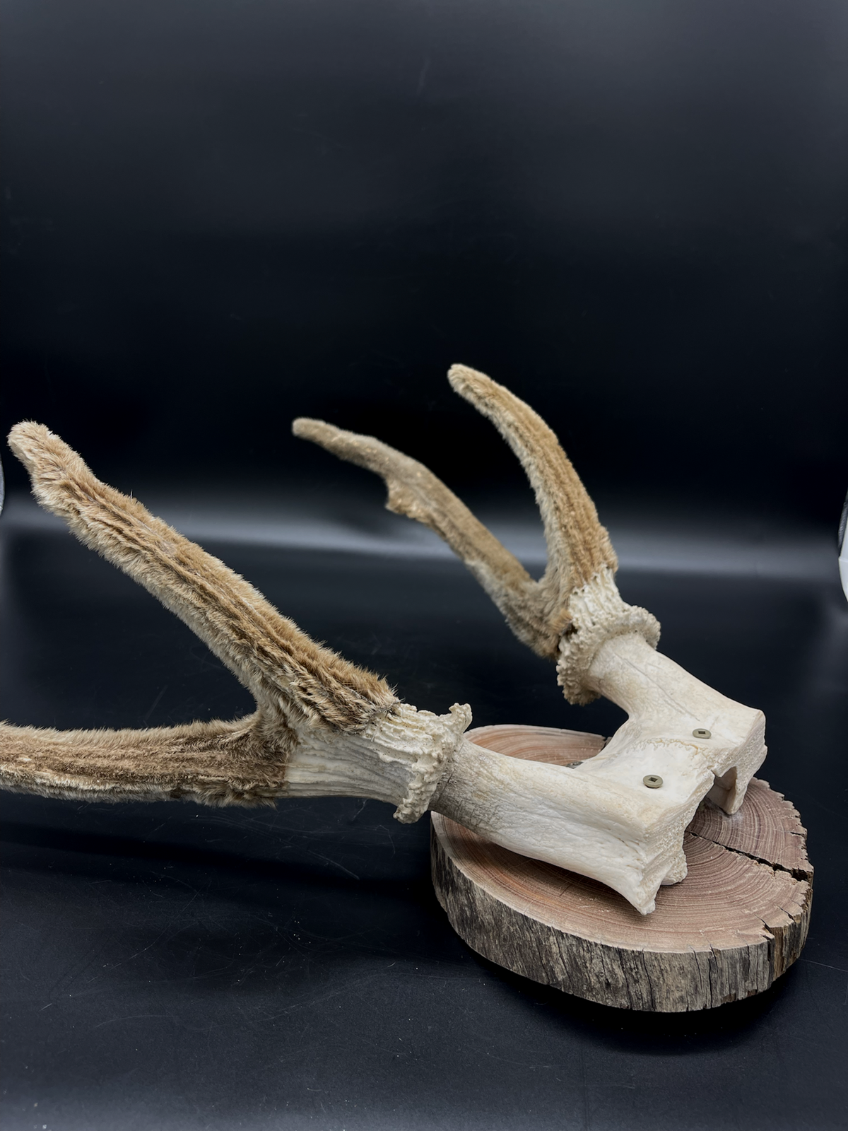 Craft Grade Sambar velvet Antlers mounted on Red Gum