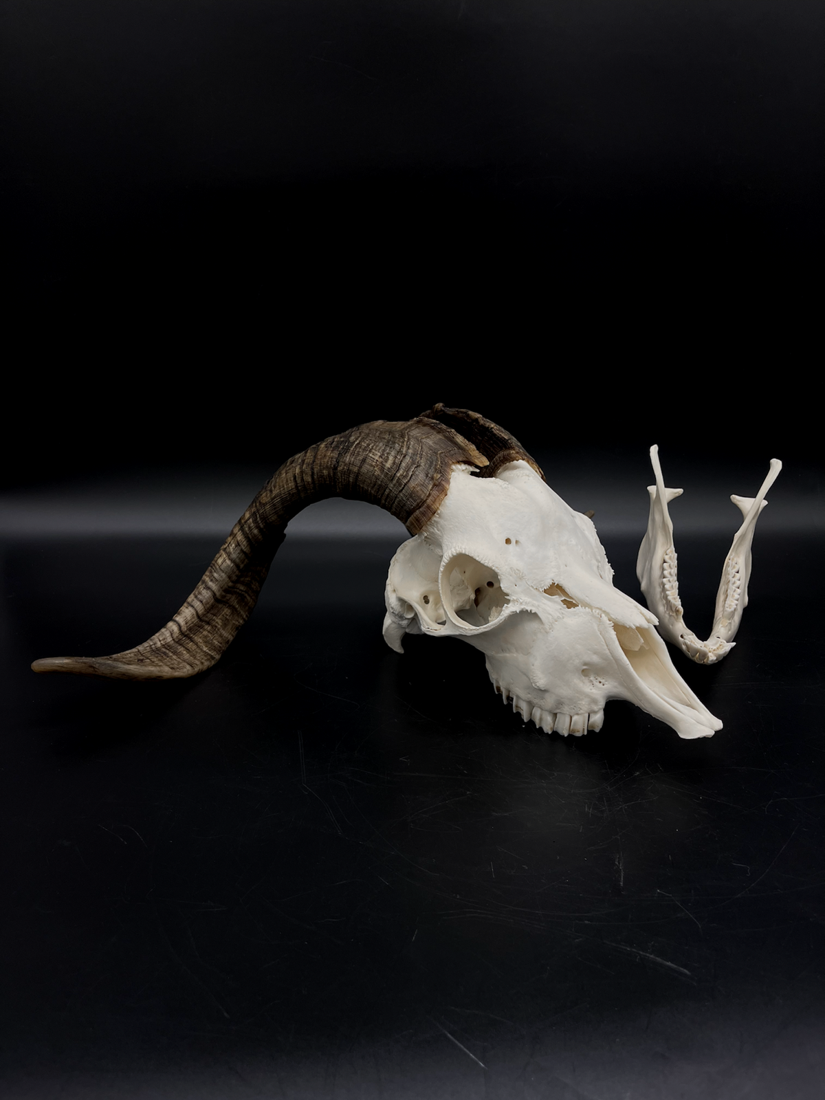 A+ Grade Rangeland (with Angora genetics) Billy Goat Skull + Mandibles