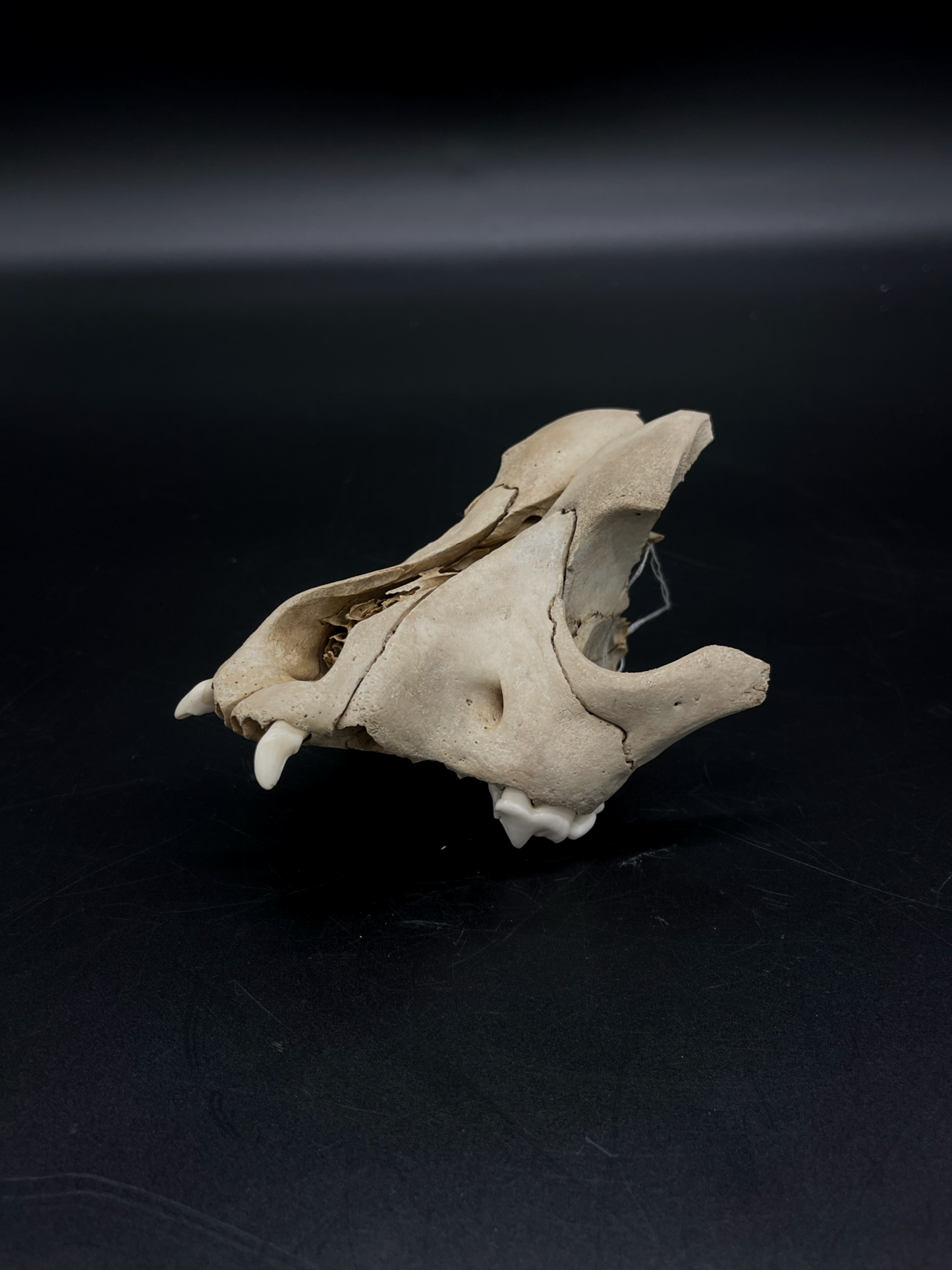Craft Grade Domestic Dog (Large Brachycephalic breed) partial skull