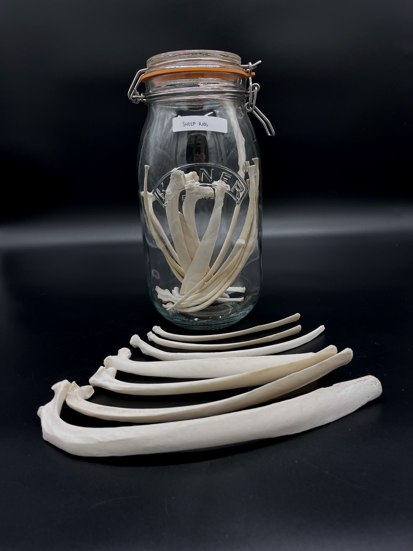 Sheep Rib
