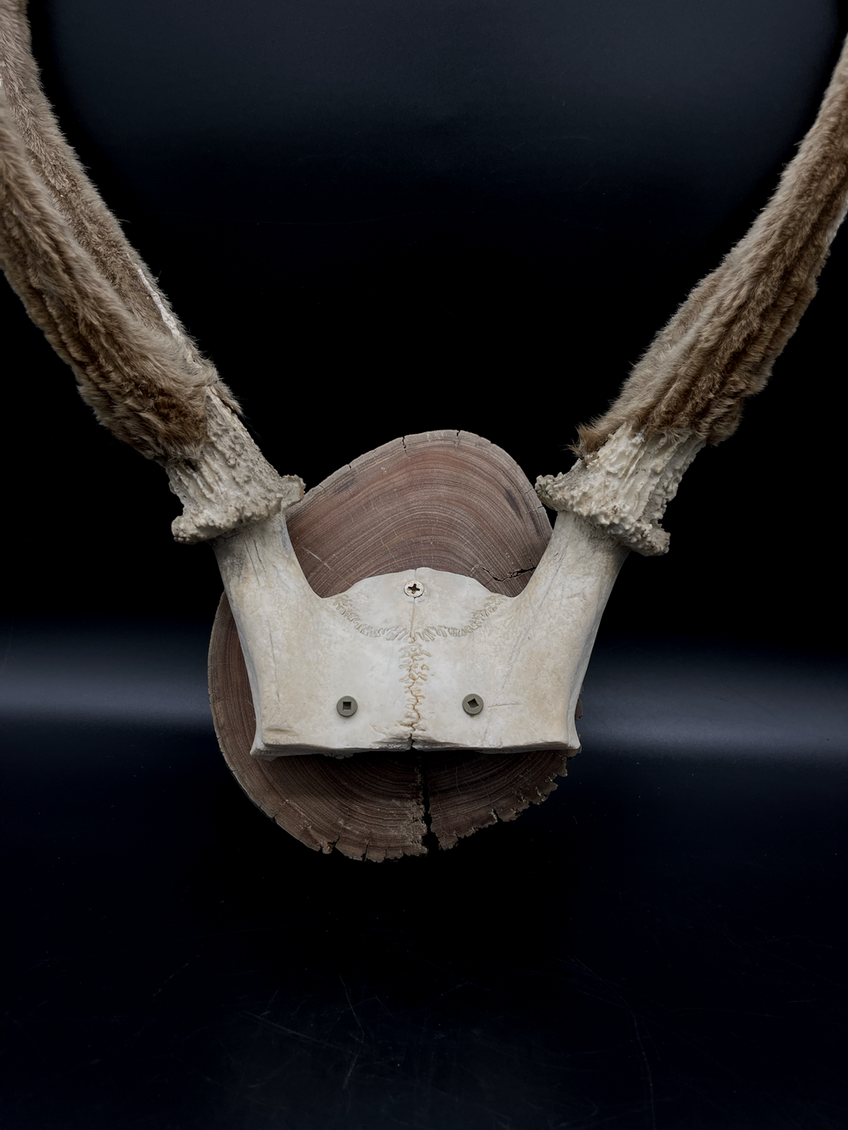 Craft Grade Sambar velvet Antlers mounted on Red Gum