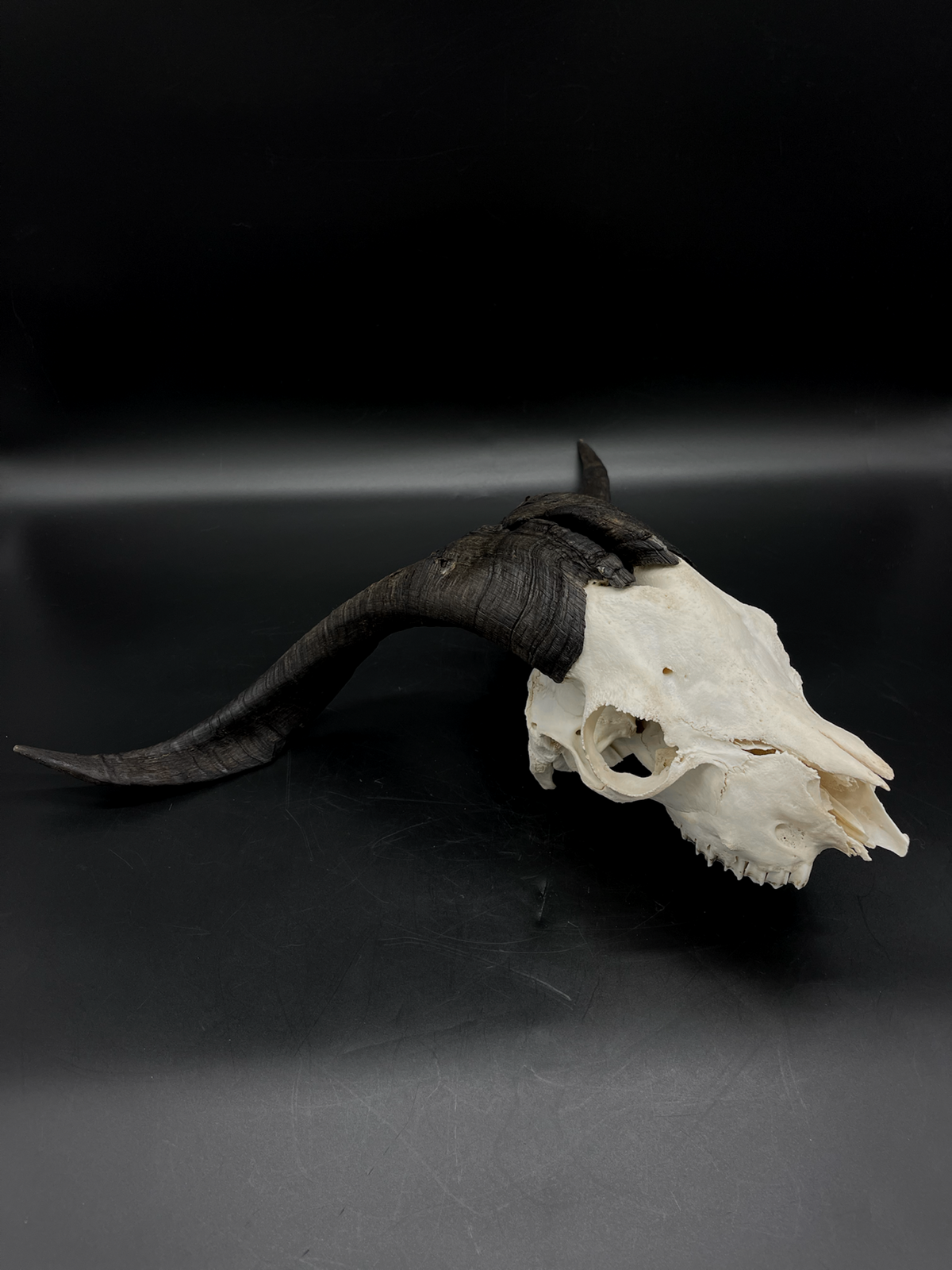 B Grade Rangeland Billy Goat Skull