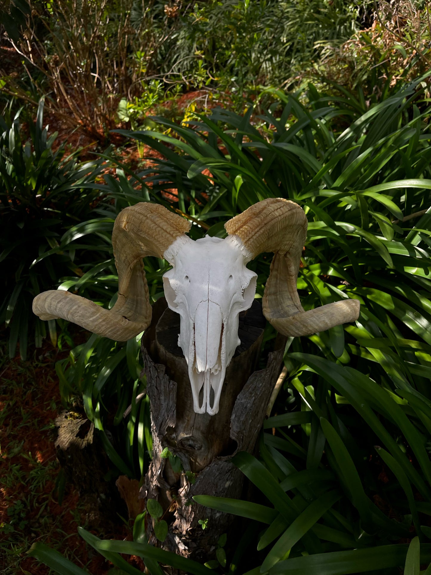Australian Merino Ram Skull