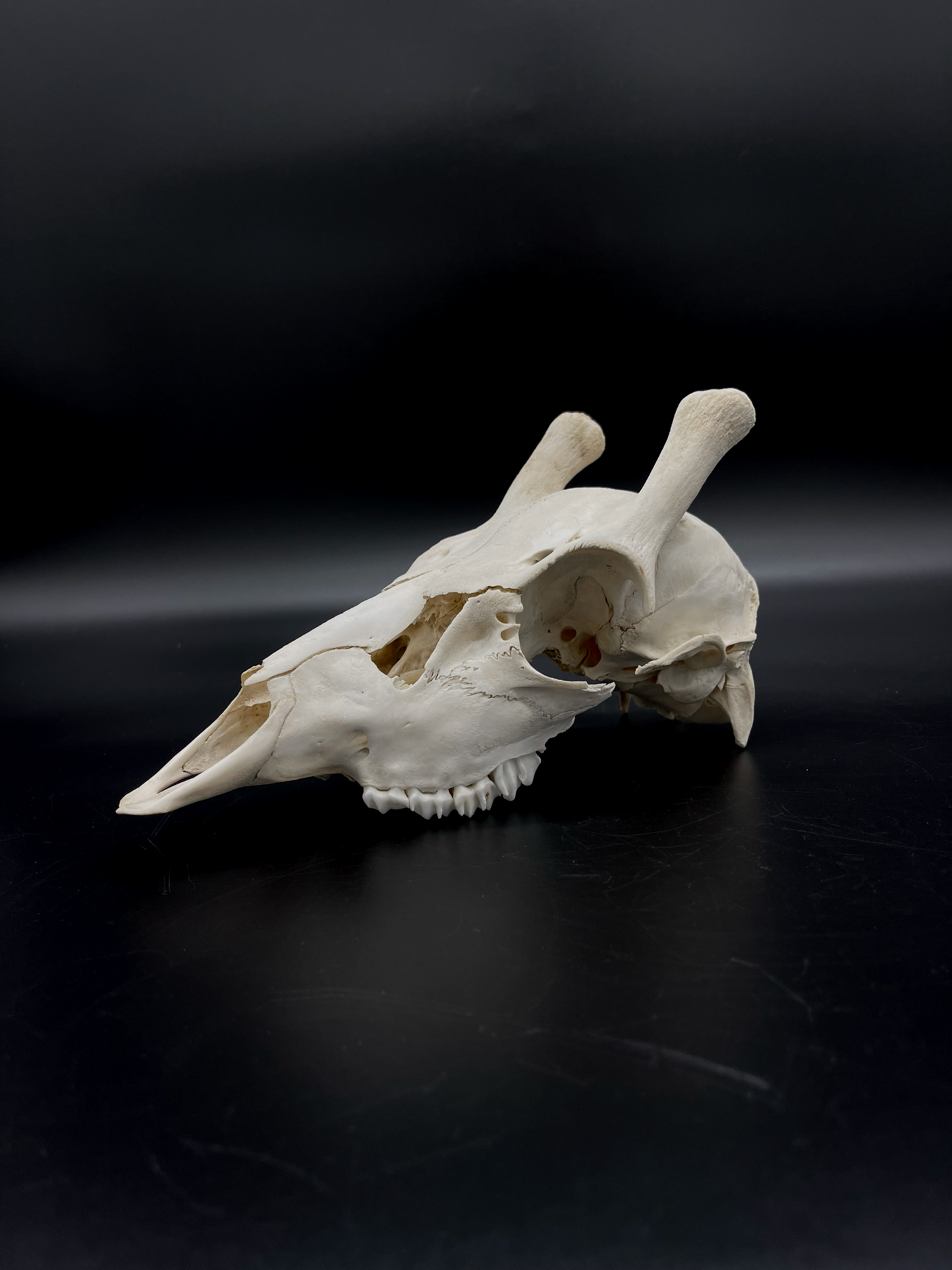 Craft Grade Fallow Spiker Skull